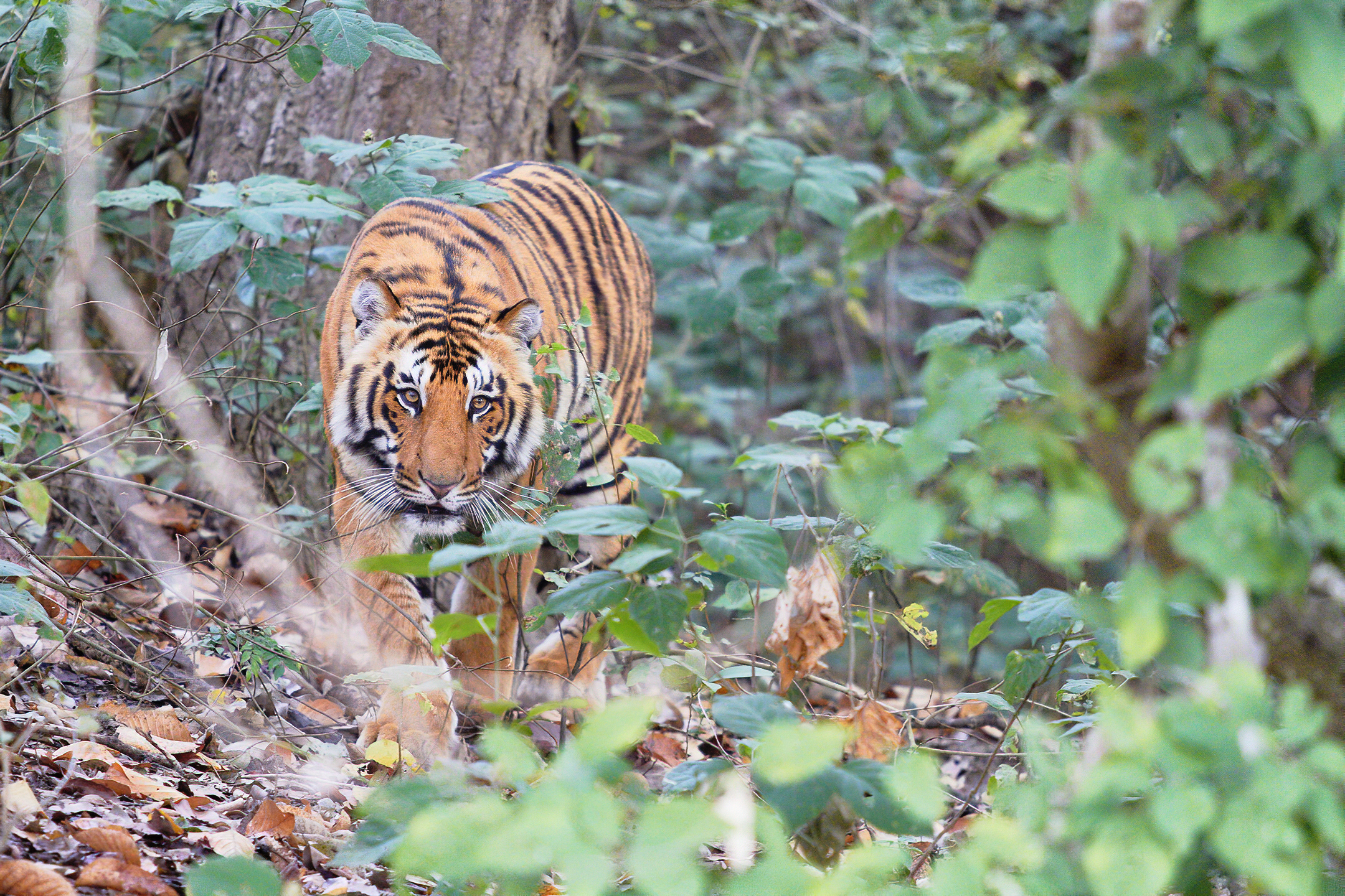 Corbet National Park