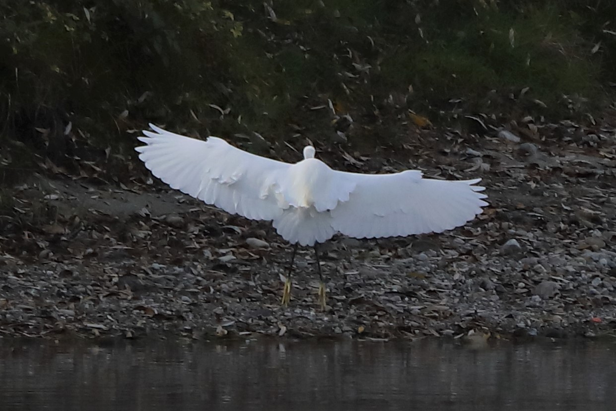 egret