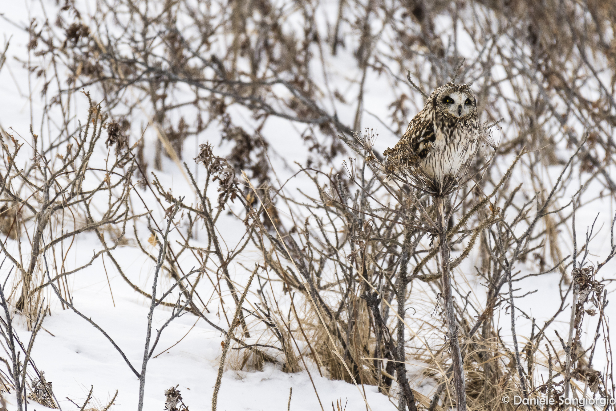 Camouflage owl