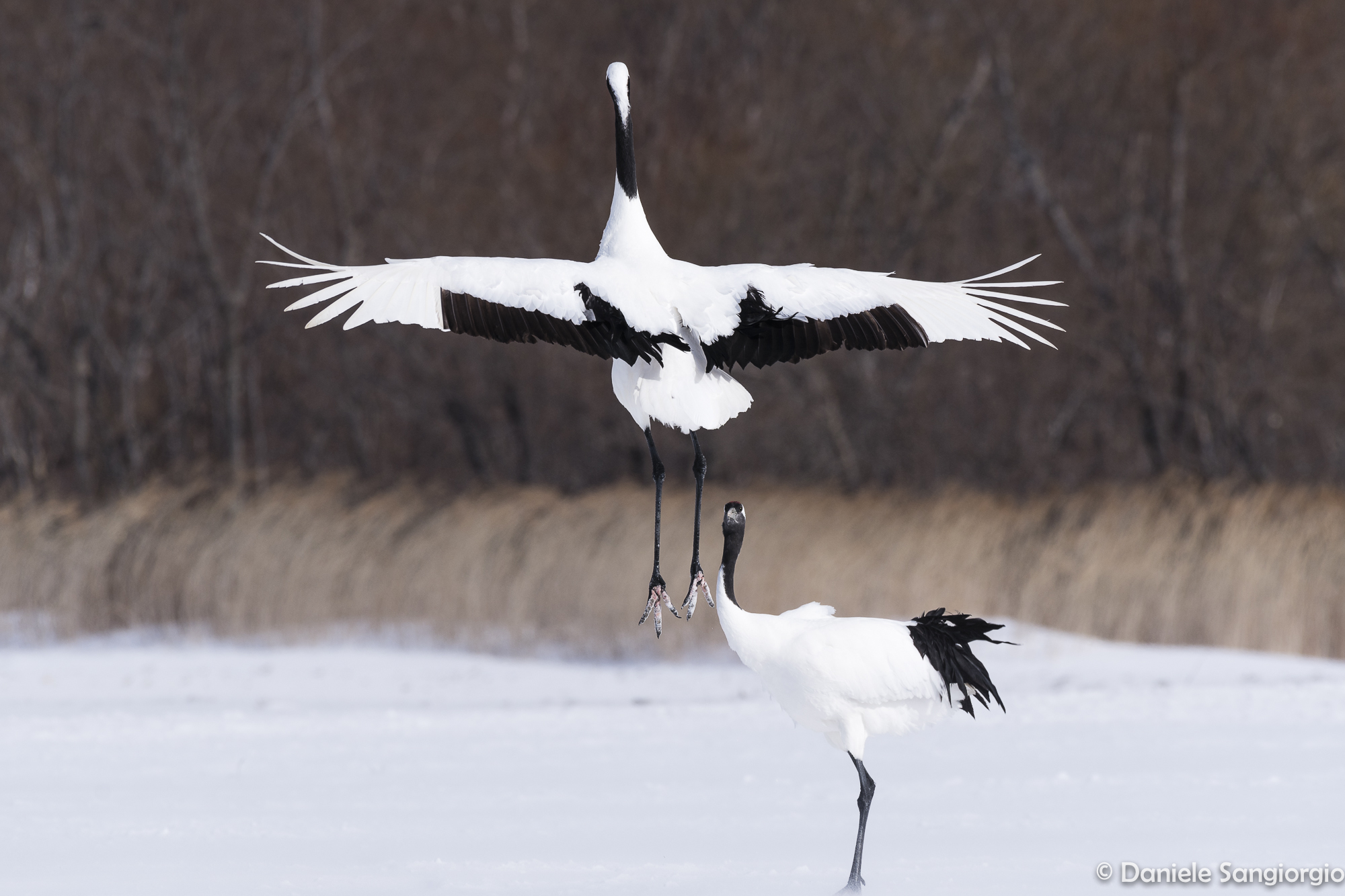 Dance of love
