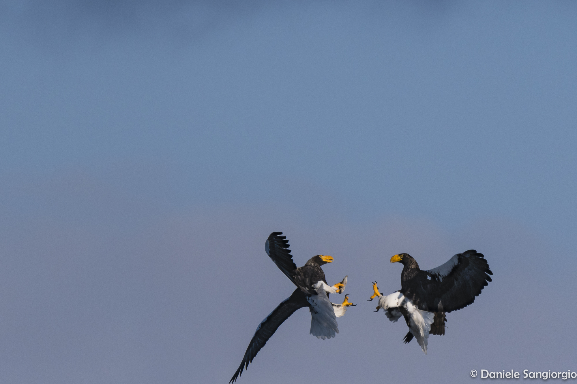 Fighting in the air_1