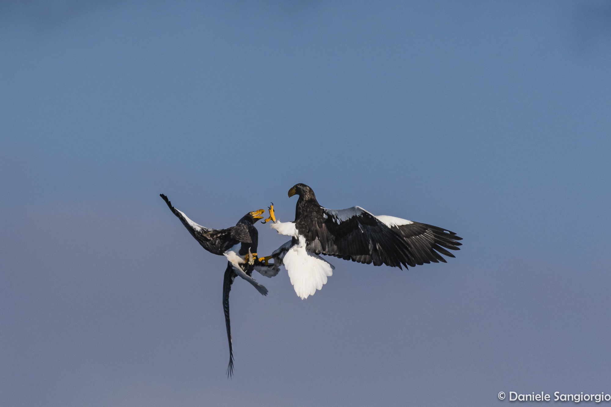 Fighting in the air_2