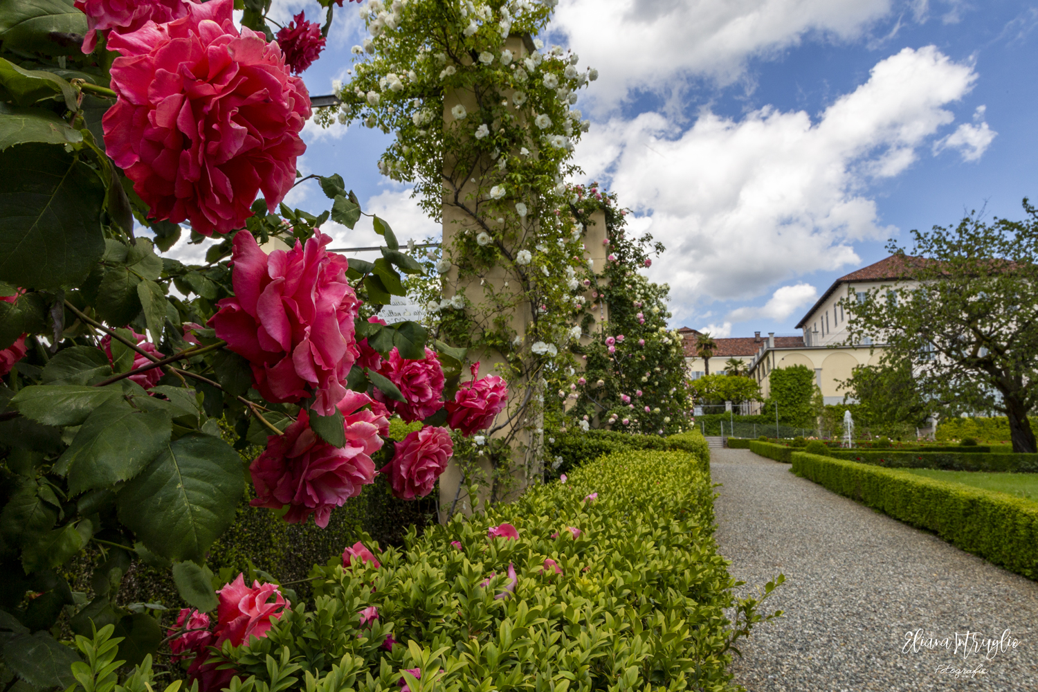 May roses at Palazzo Gromo Losa