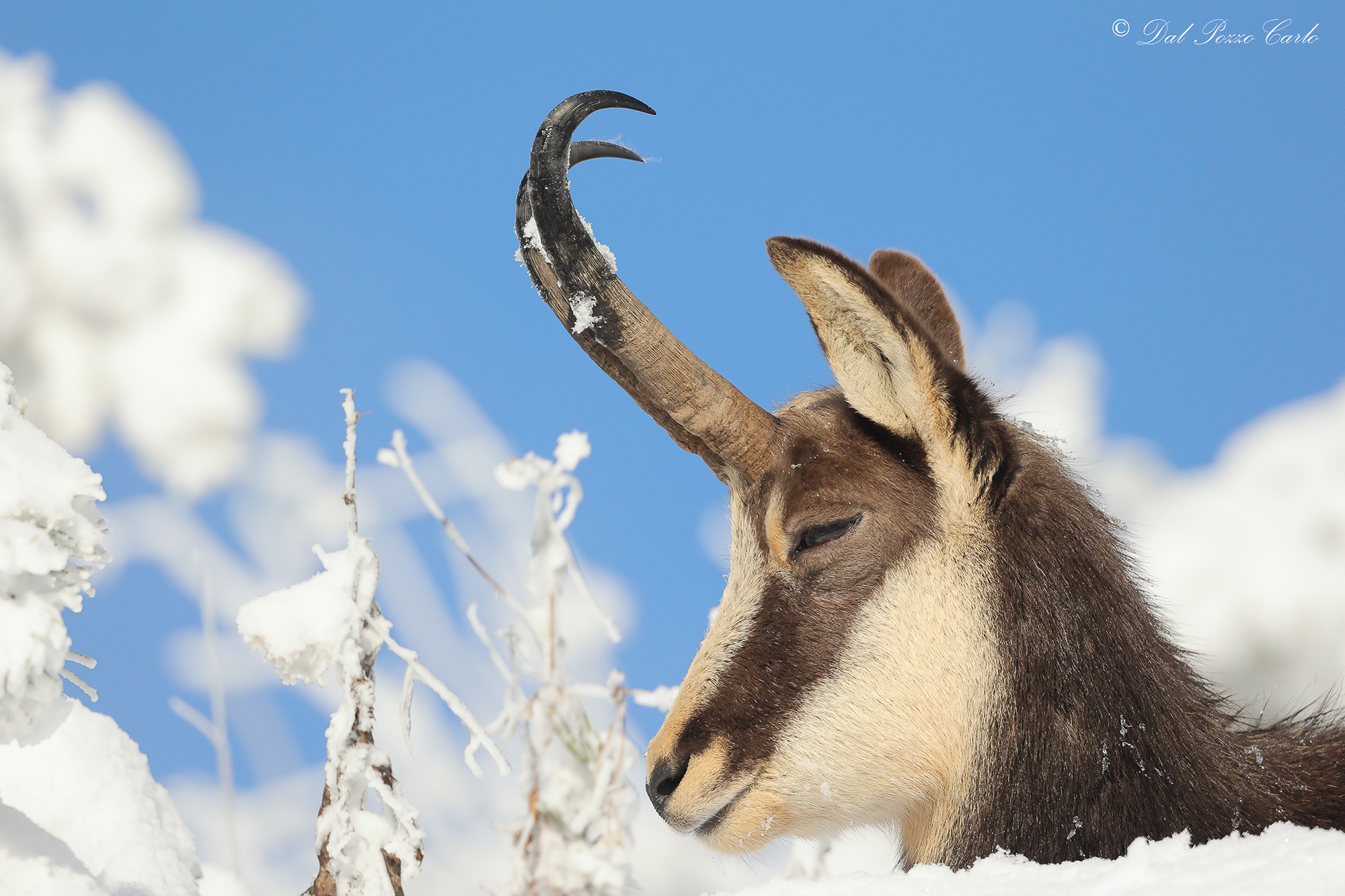 Sleep sleep nice baby...