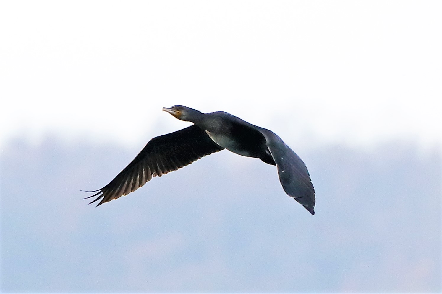 Cormorant