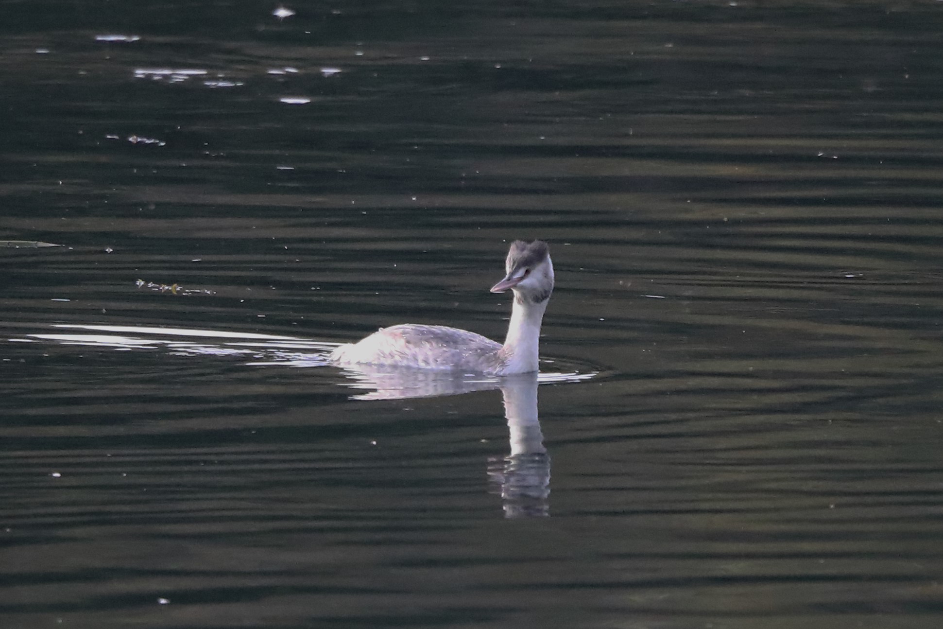 grebe