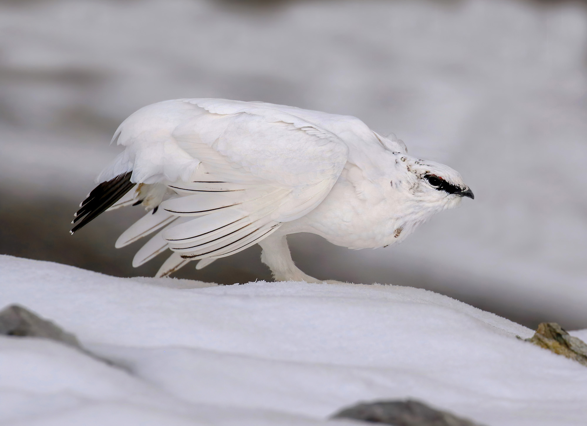 stretching invernale, pernice bianca