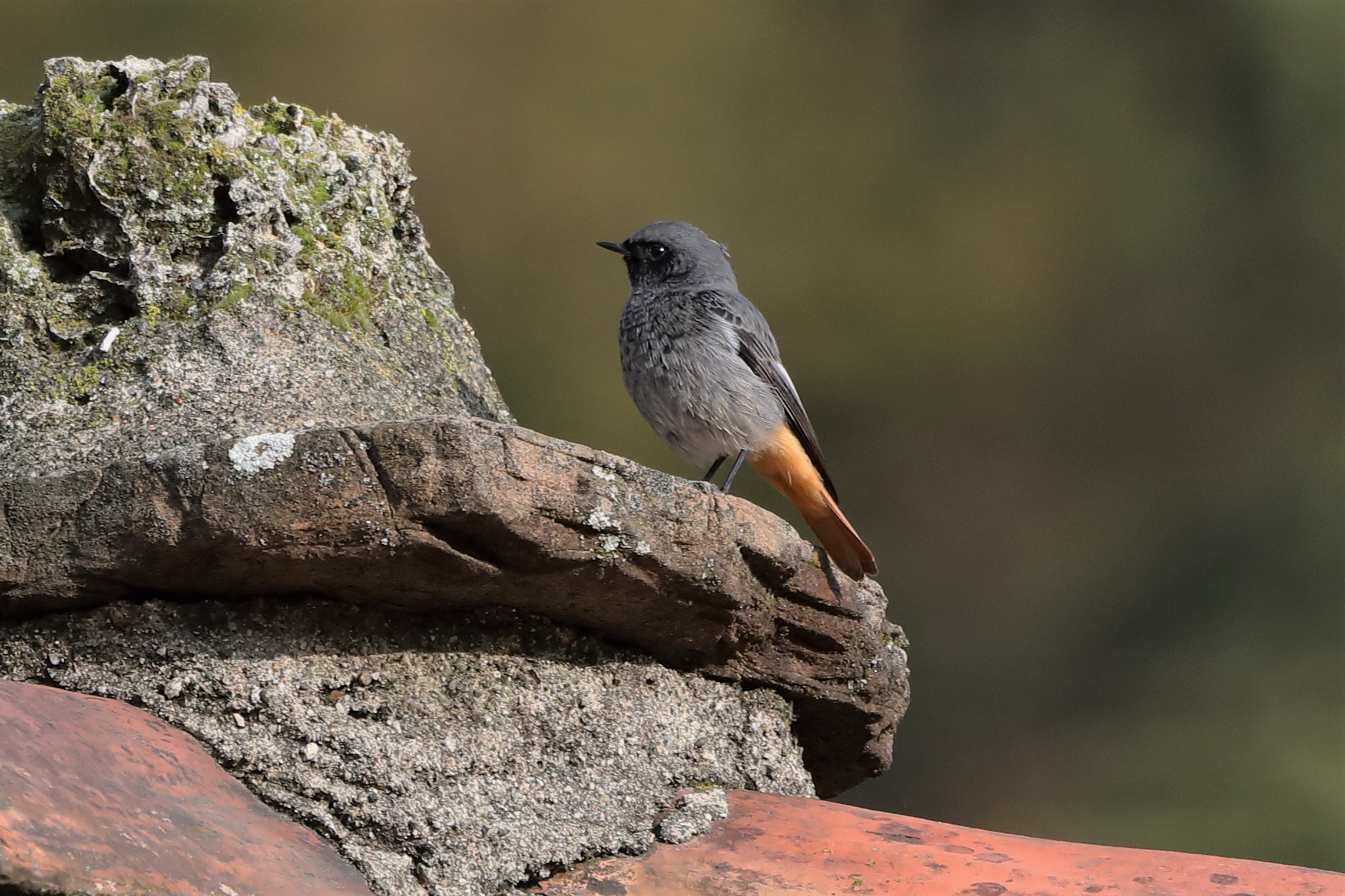 Redstart