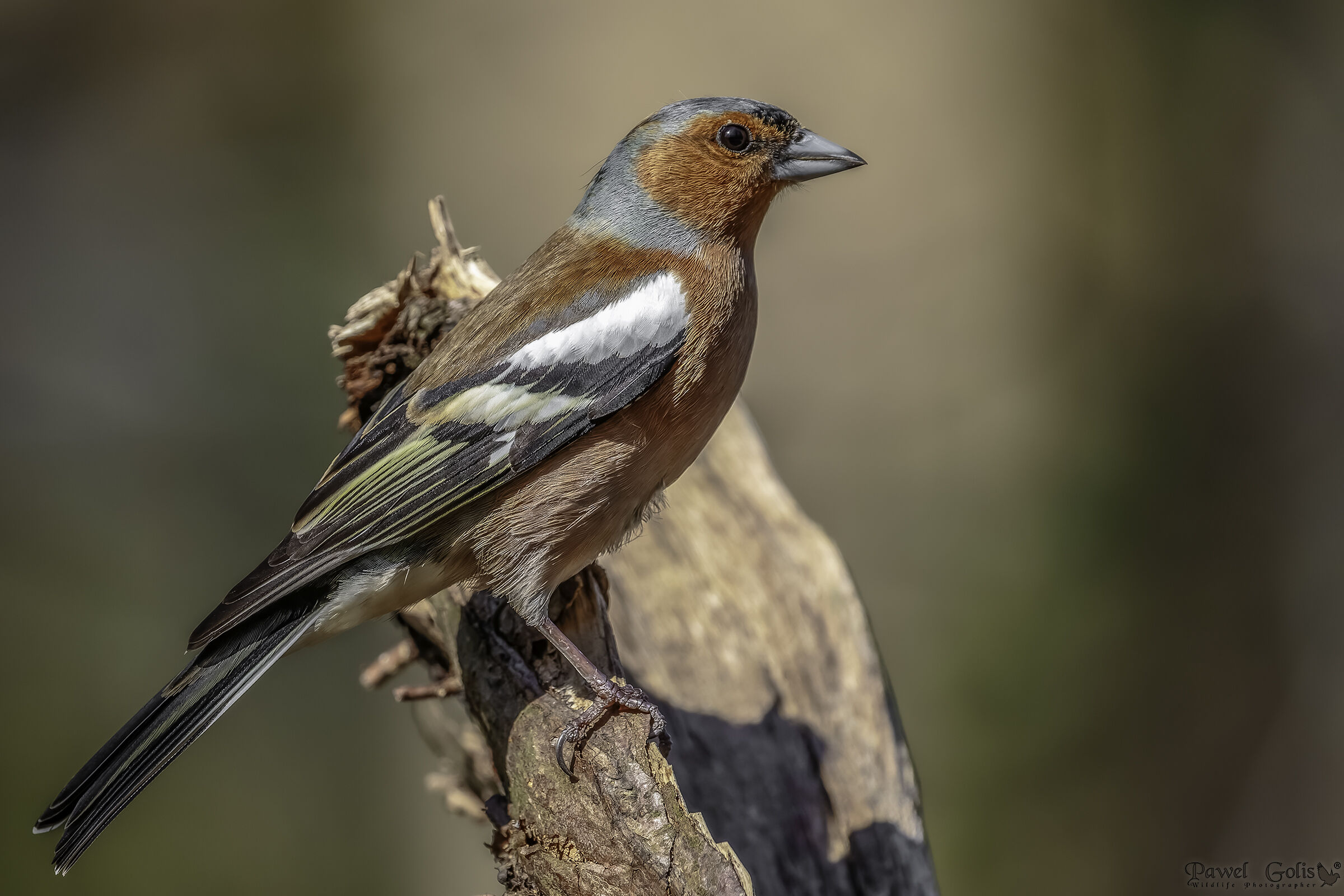 Fringuello comune (Fringilla coelebs)