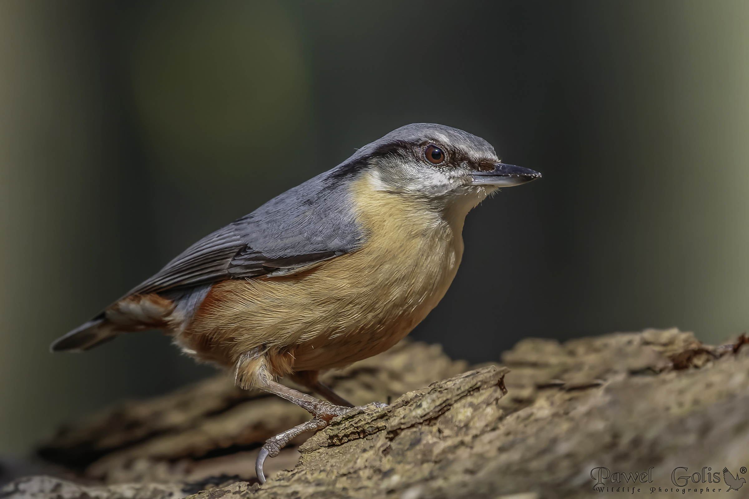 Nuthatch (Sitta europaea)