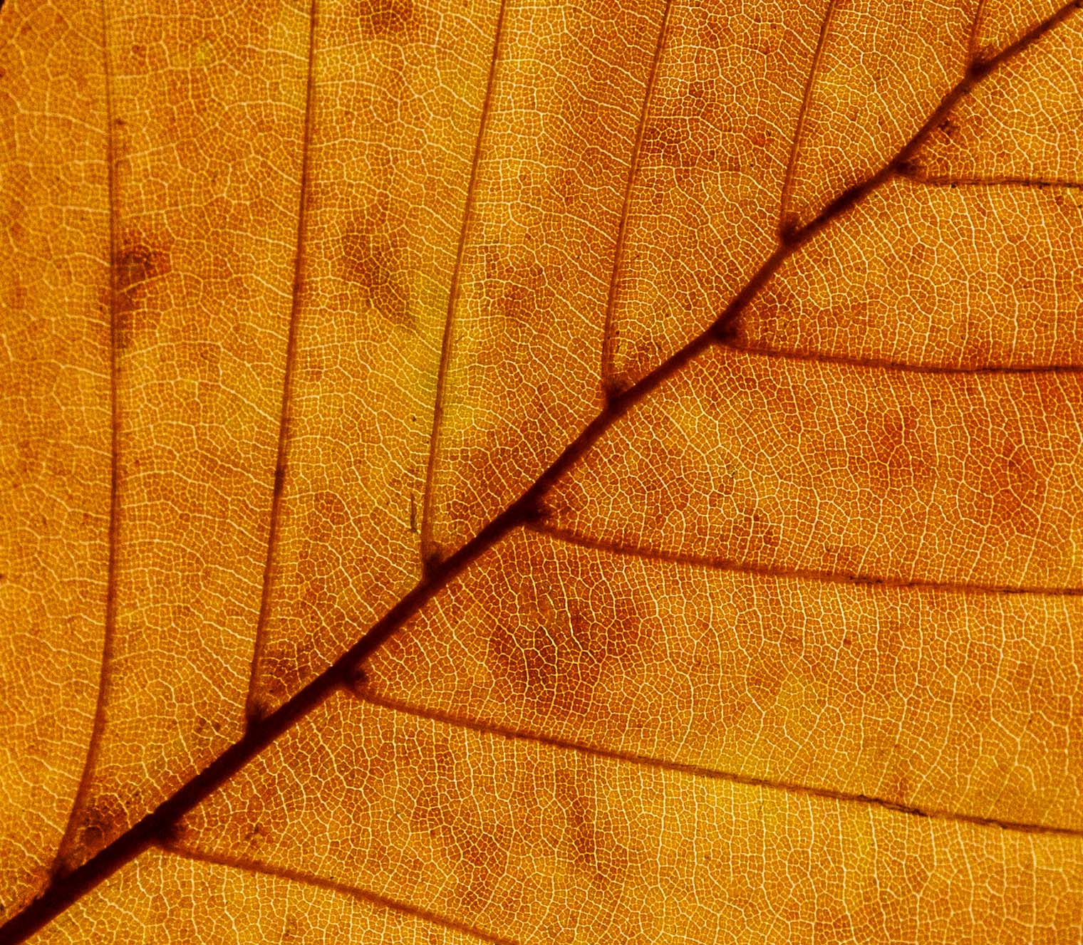 natural texture