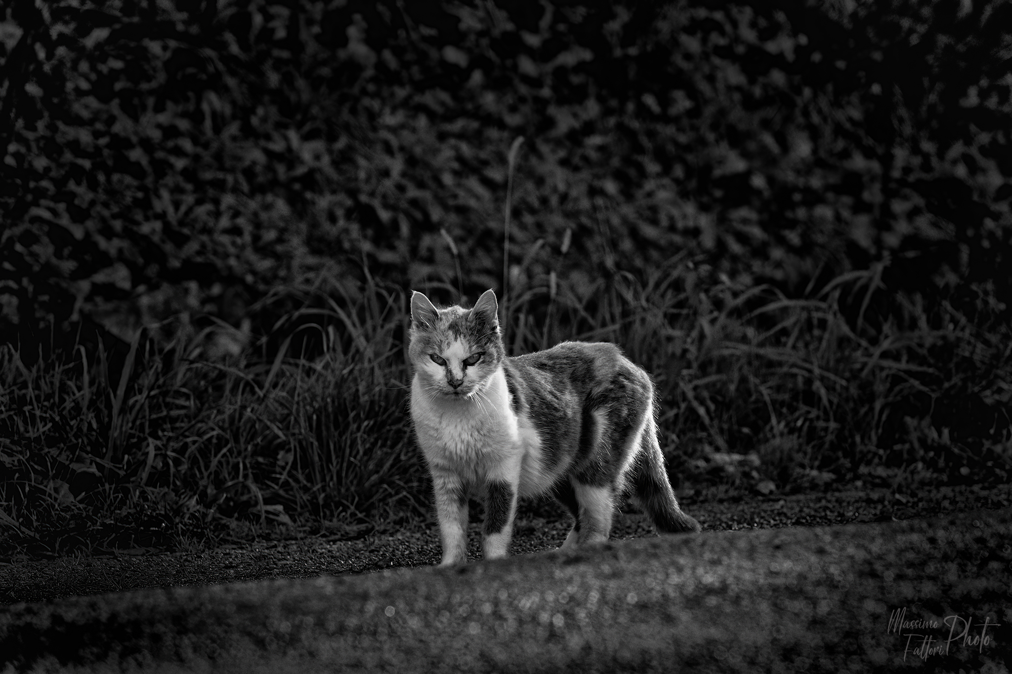 defiance look