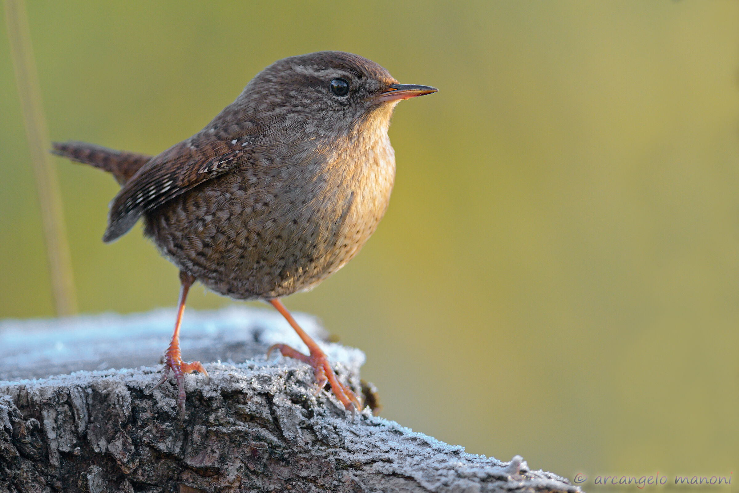The bird that came from the cold