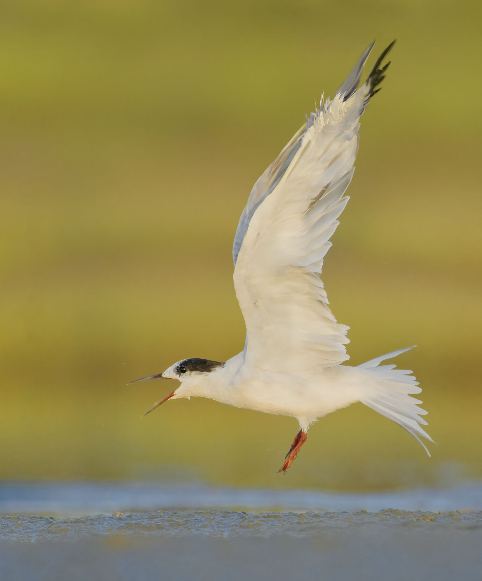 Common tern