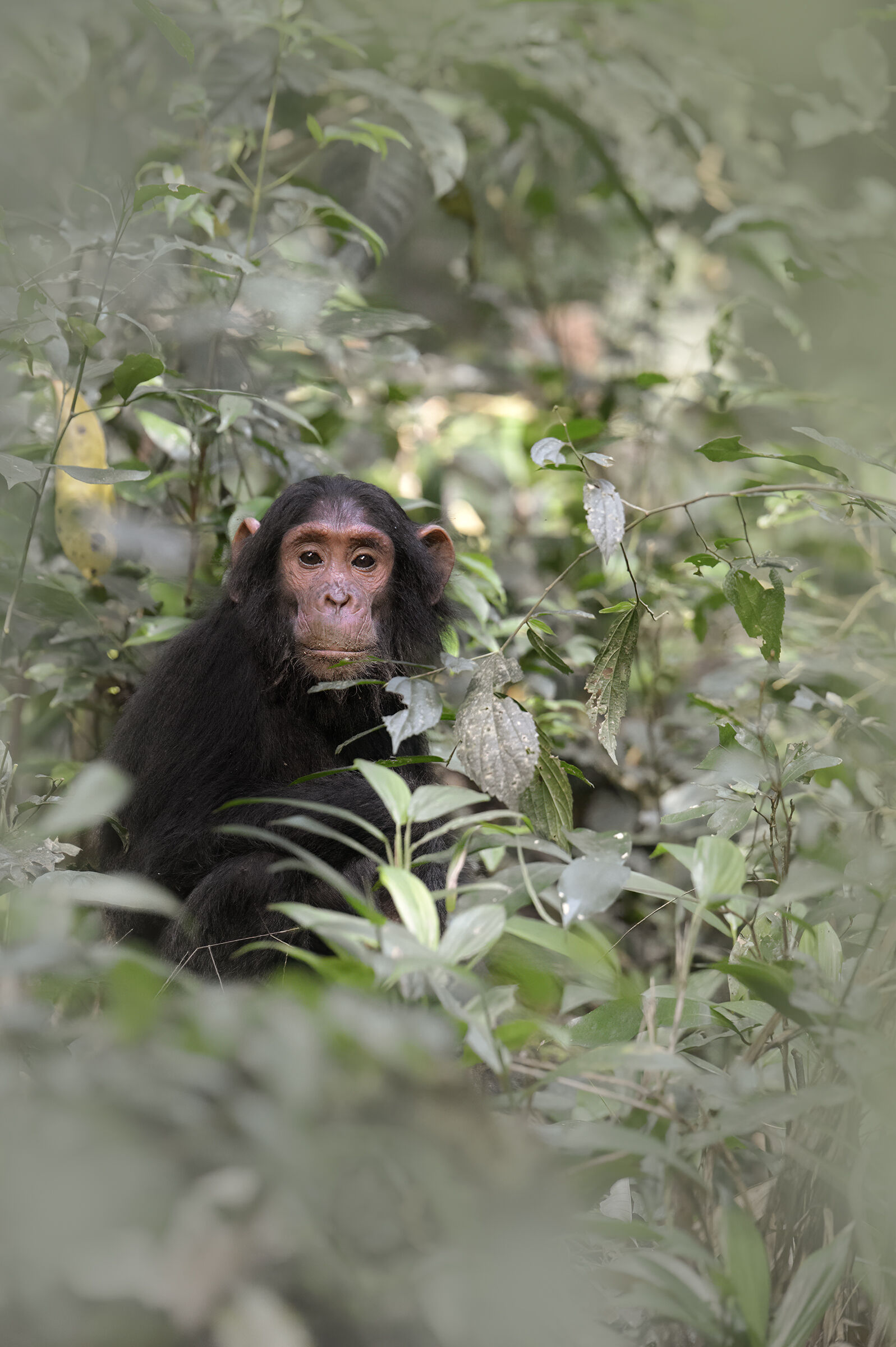 Nella Foresta di Kibale