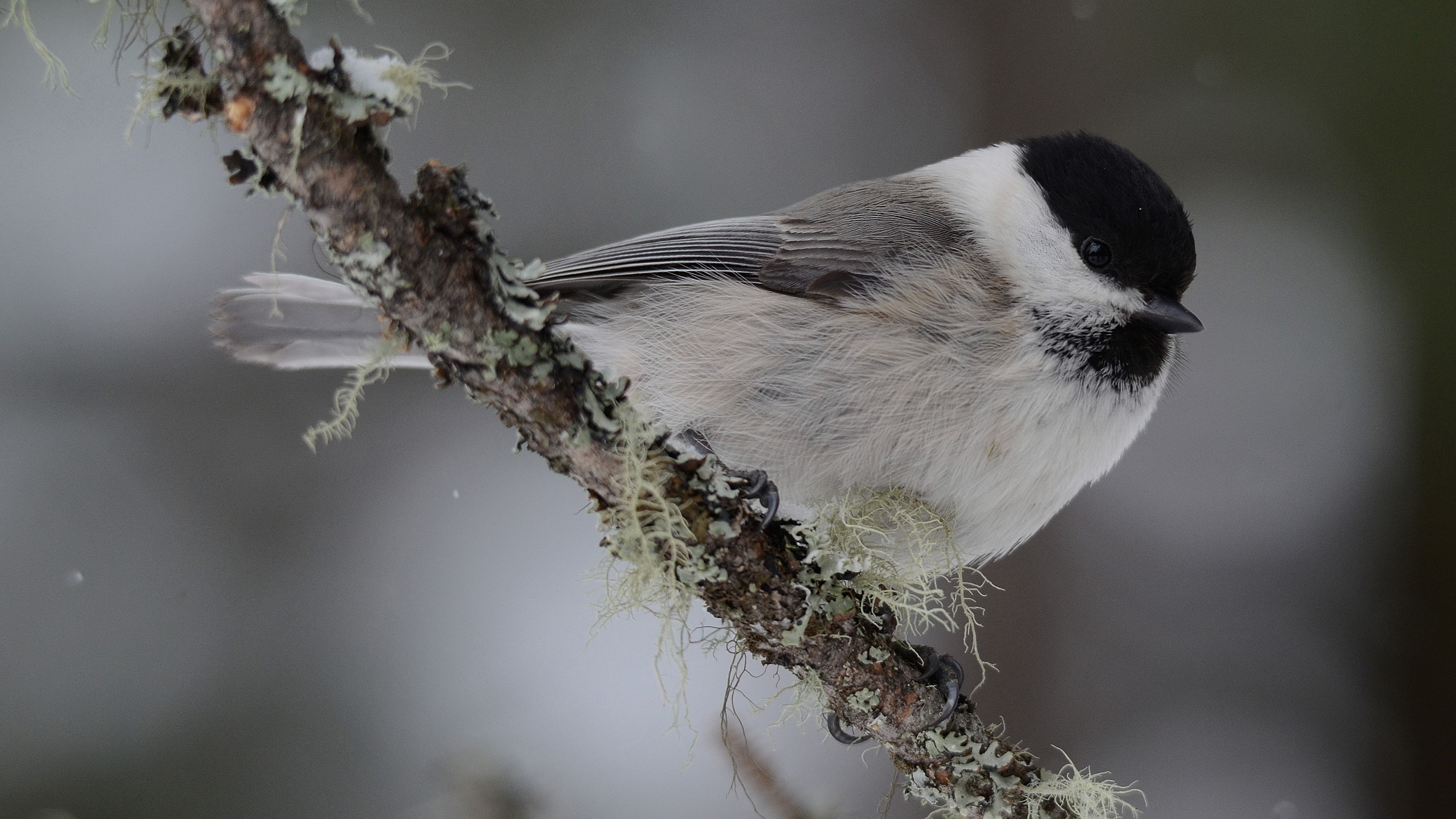cincia bigia alpestre