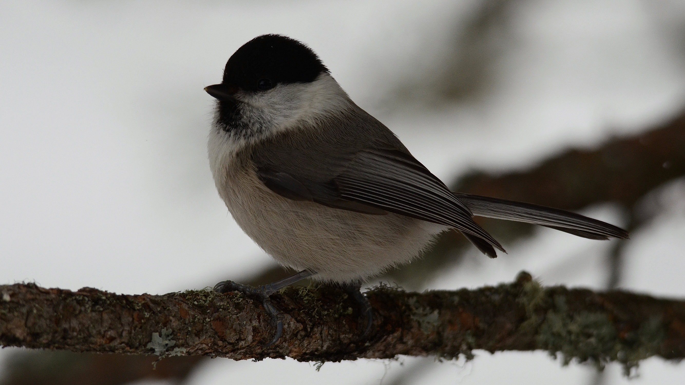cincia bigia alpestre