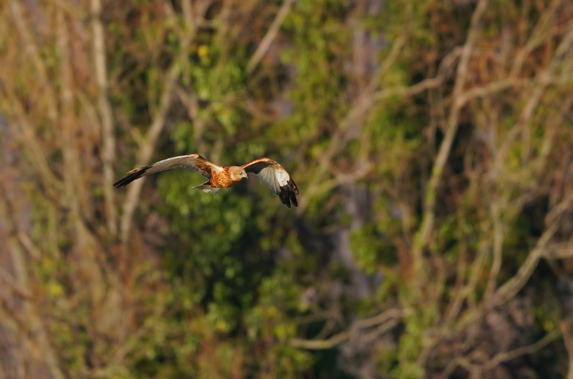 marsh falcon
