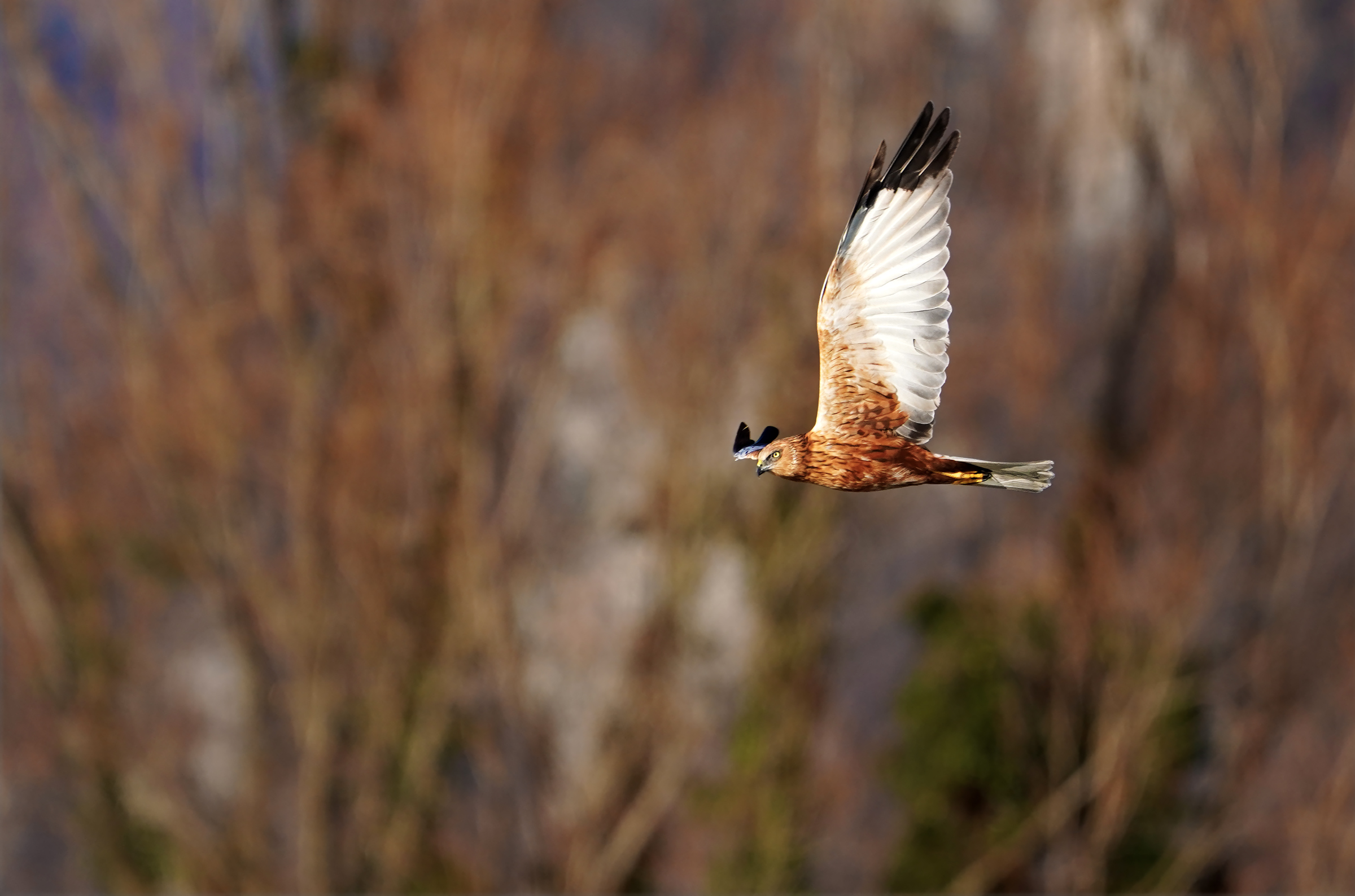 falco palude maschio