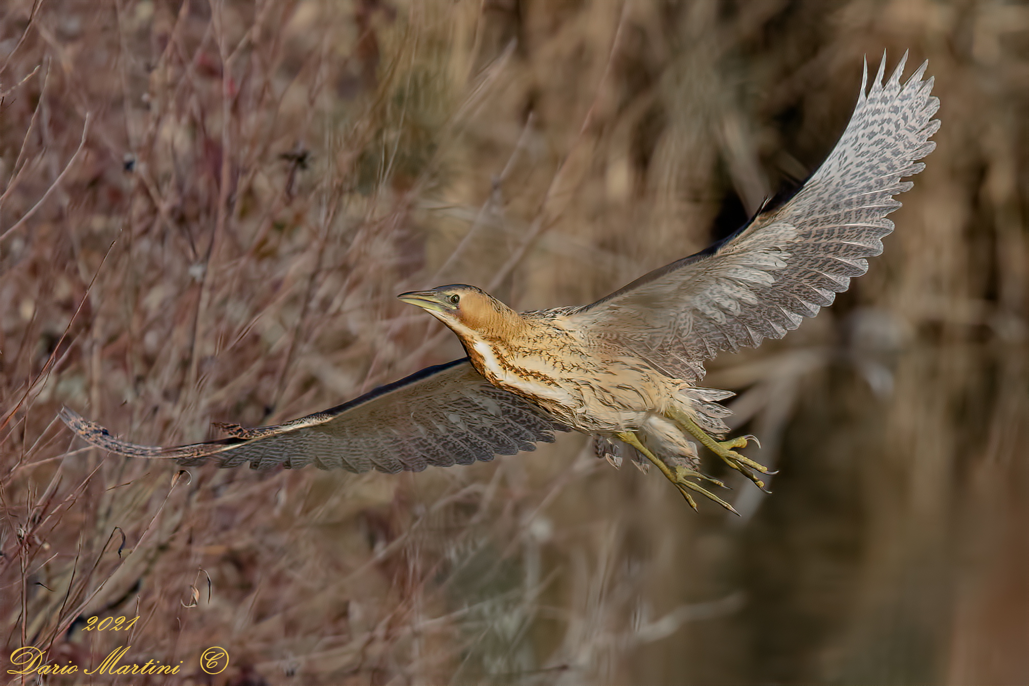 Il volo del Tarabuso