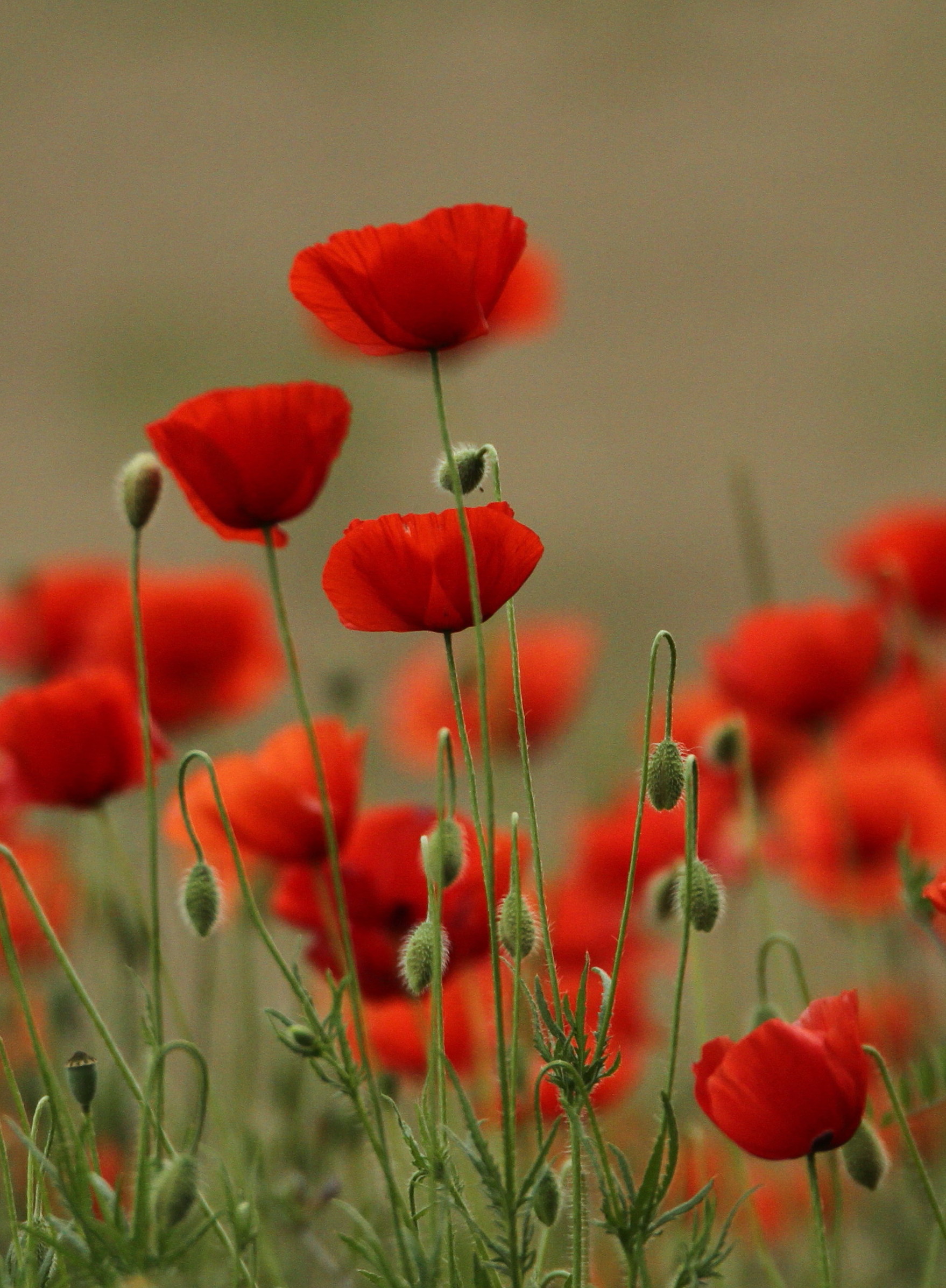 Poppies