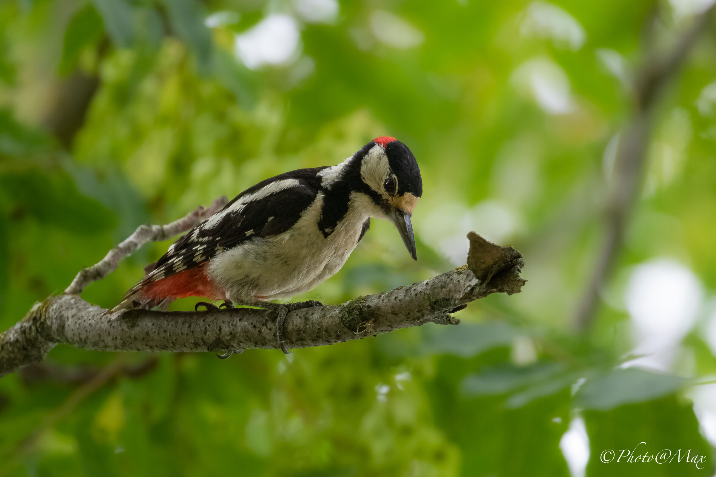 a young woodpecker