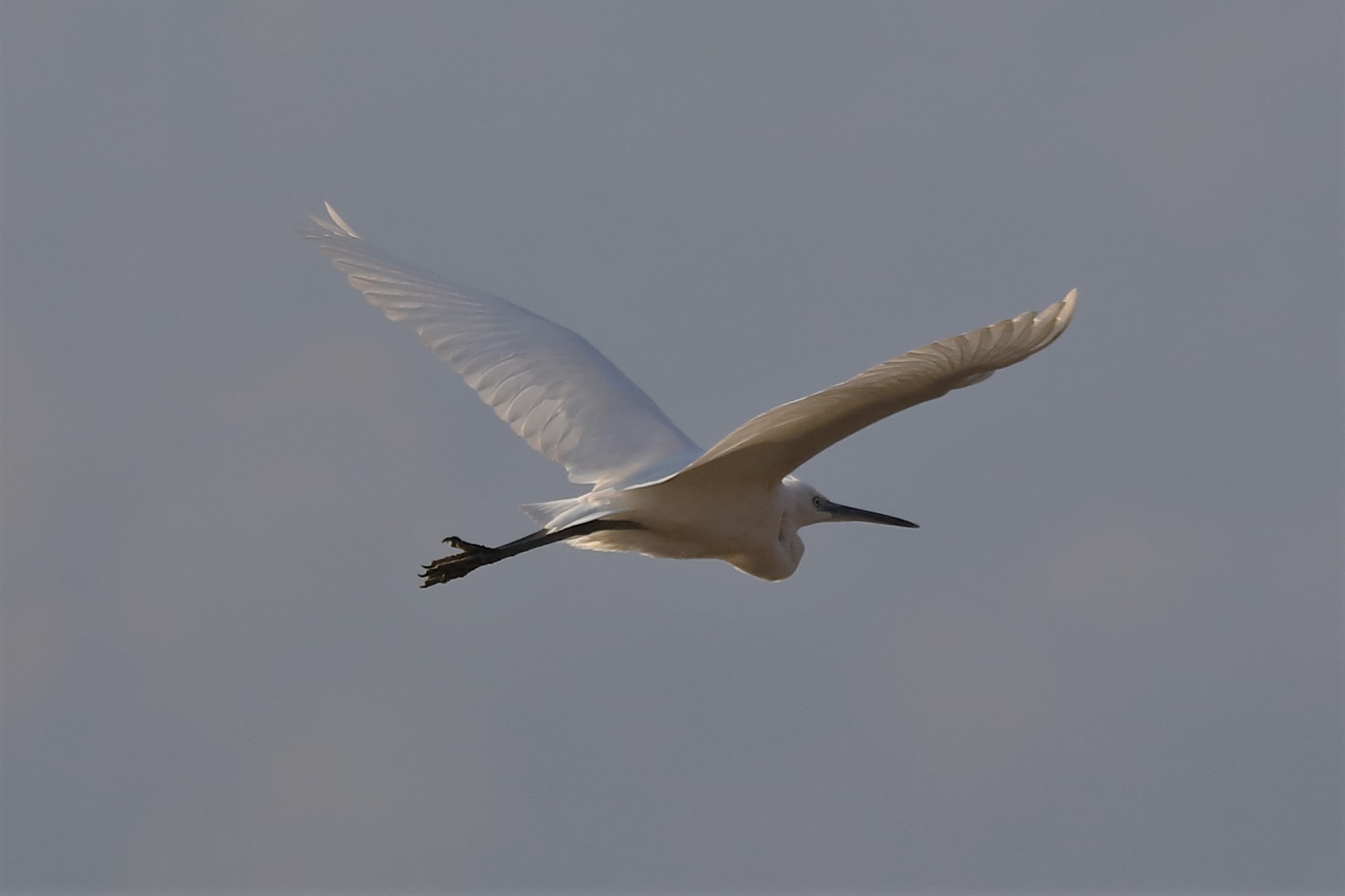 egret