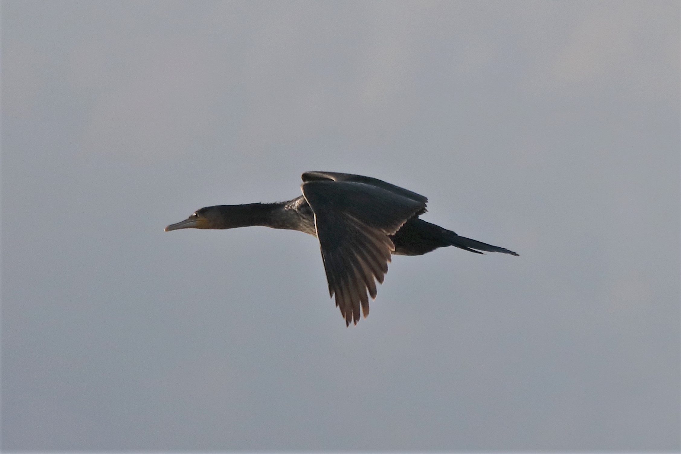 Cormorant