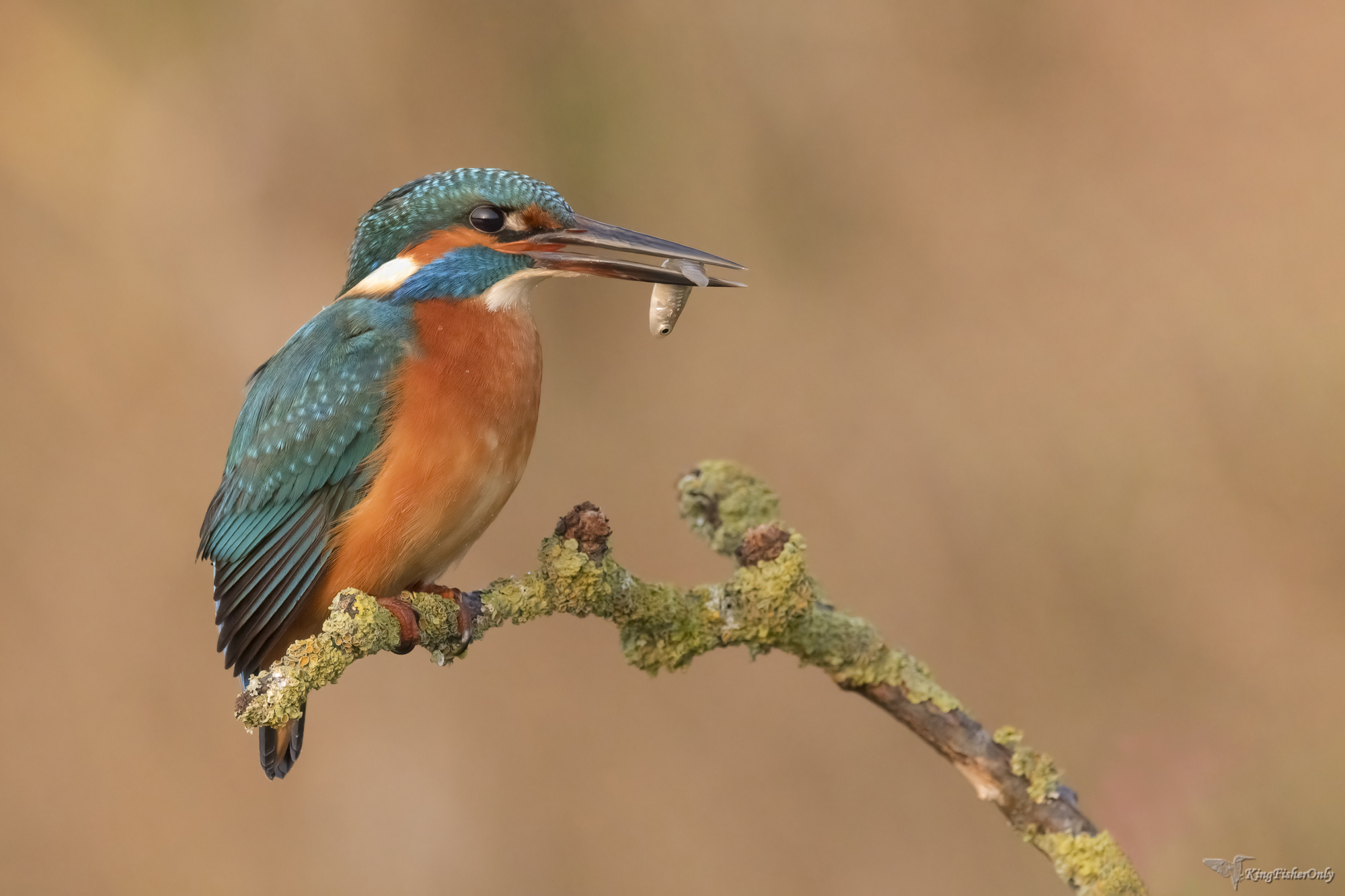 Kingfisher