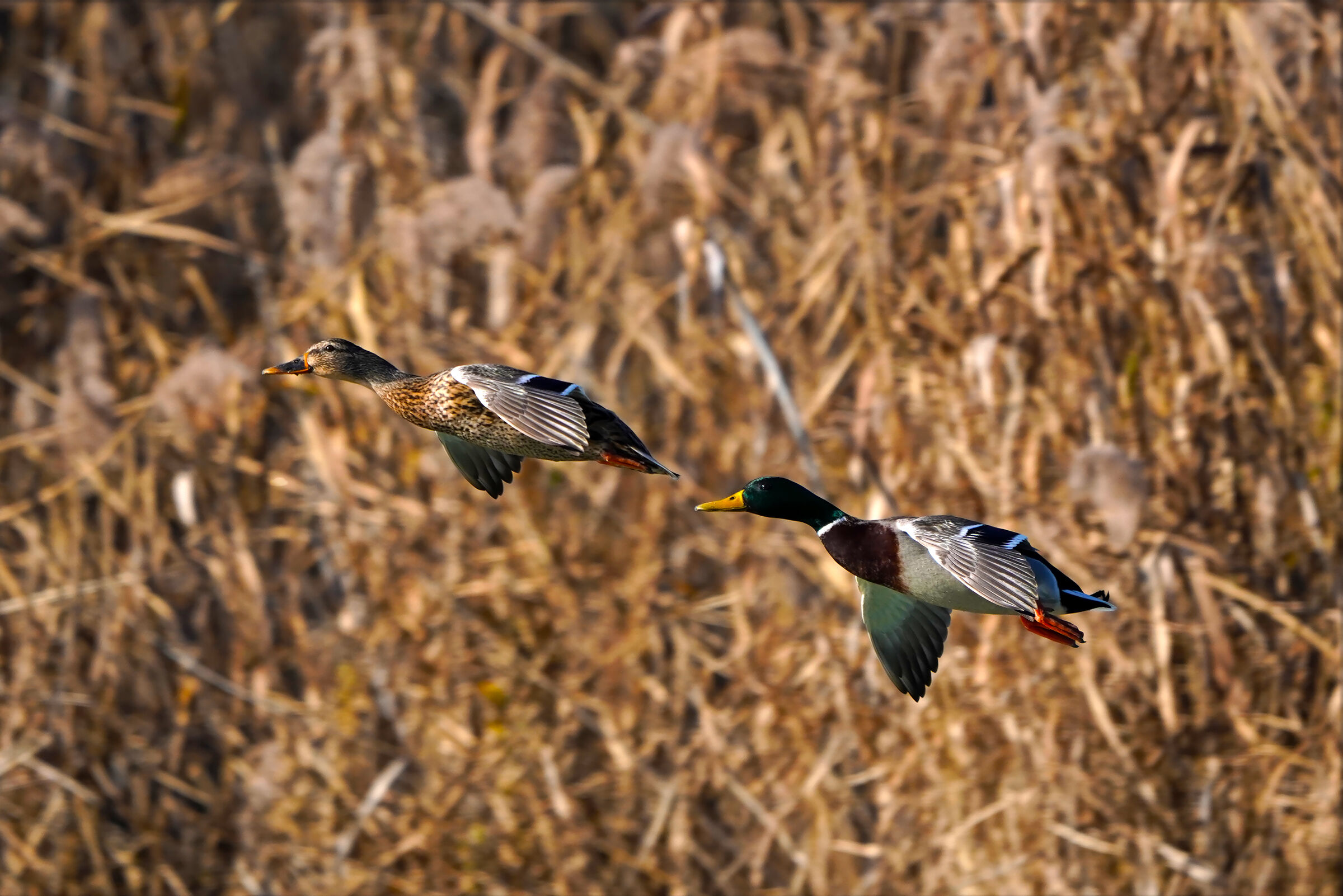 Vai avanti tu..che ti seguo