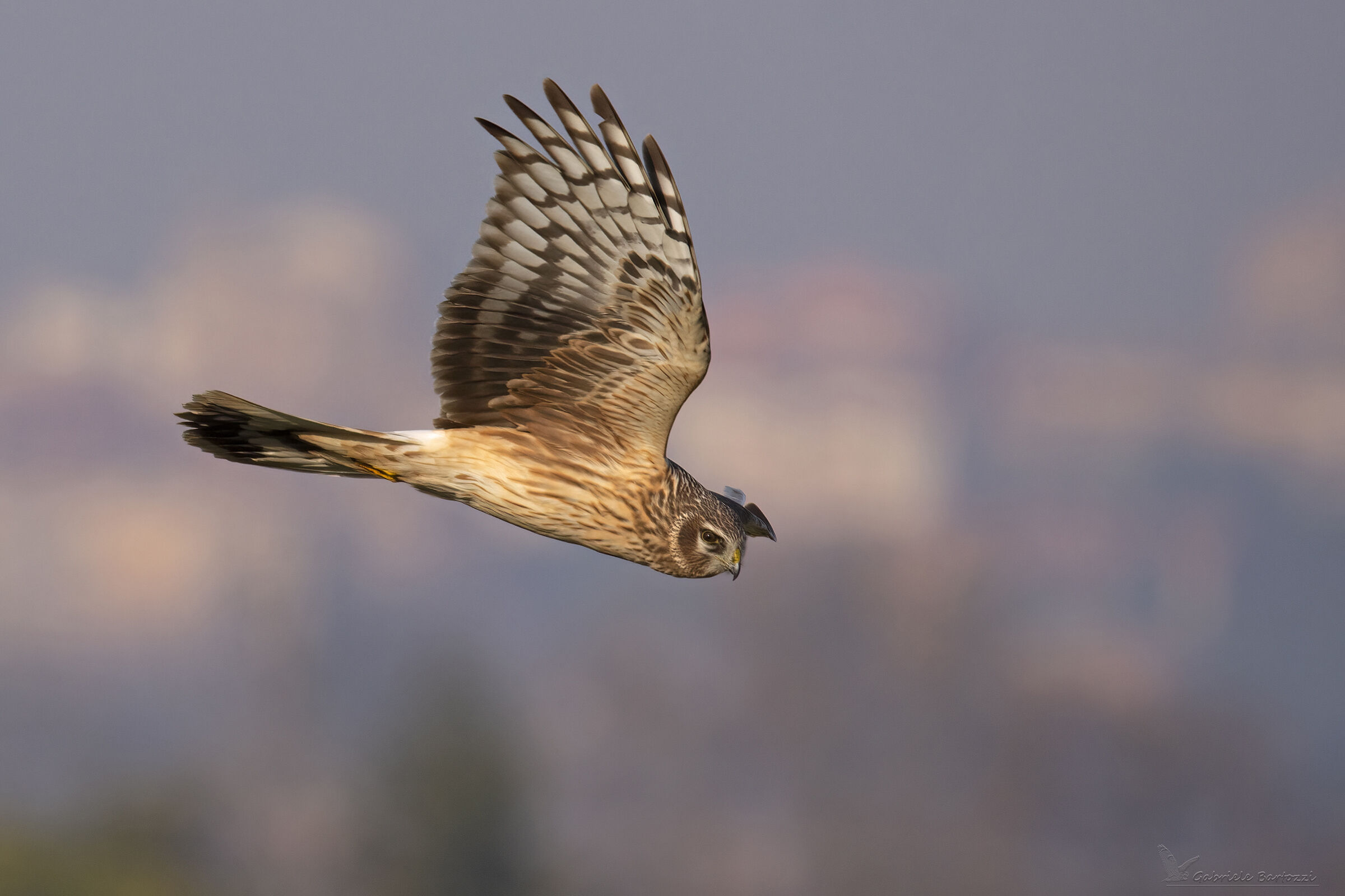 Female harrier