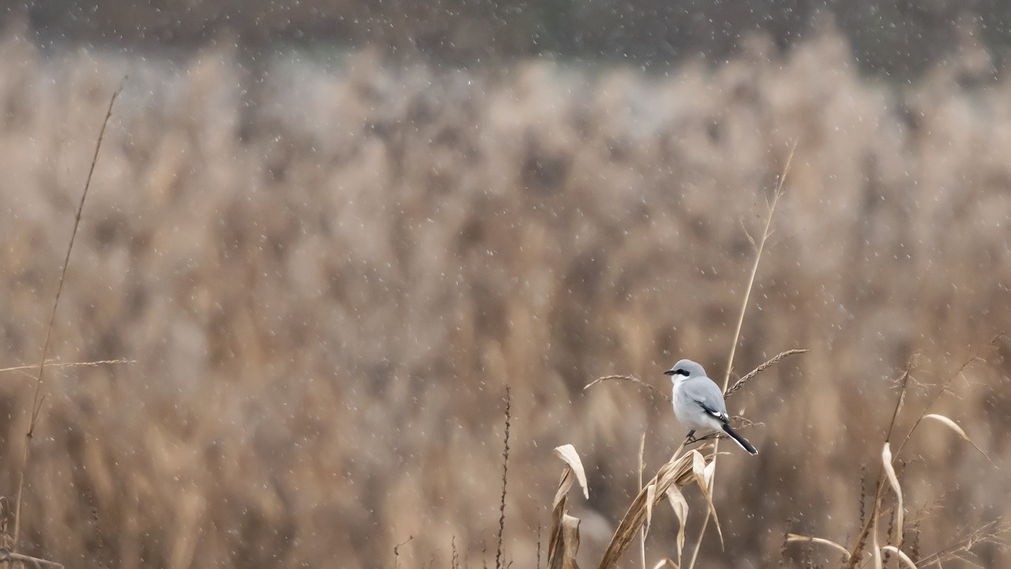 Tempi duri per l'Averla maggiore