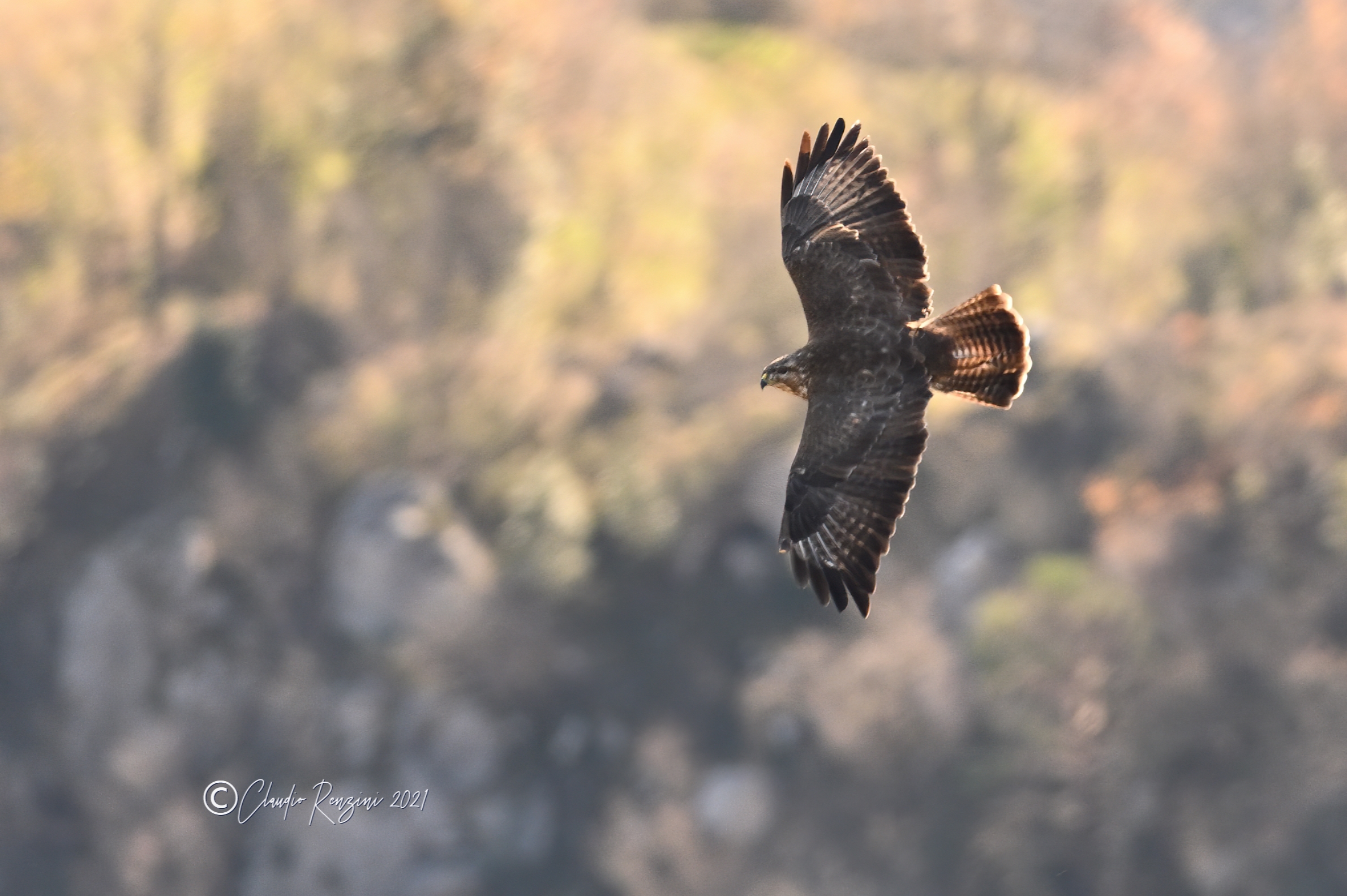 the flight of the buzzard