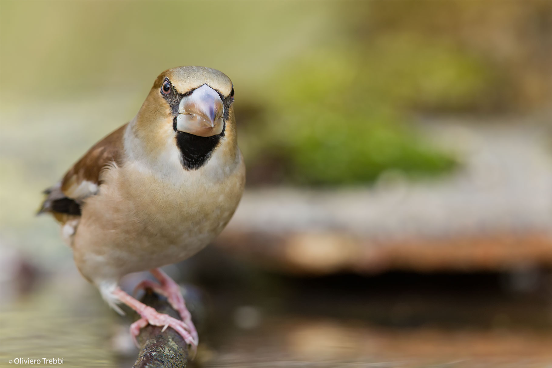 Hawfinch