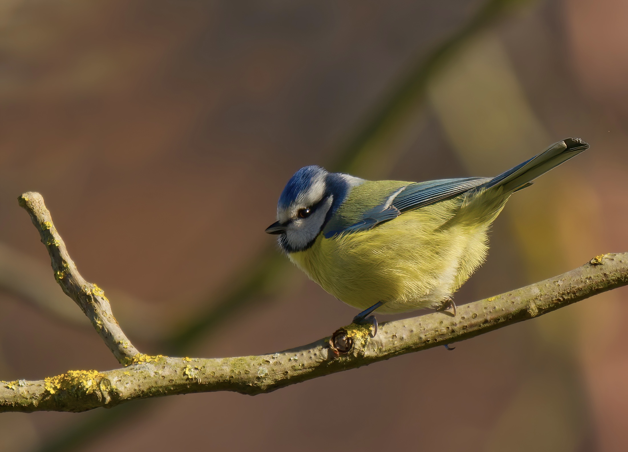 Cinciarella sempre bella