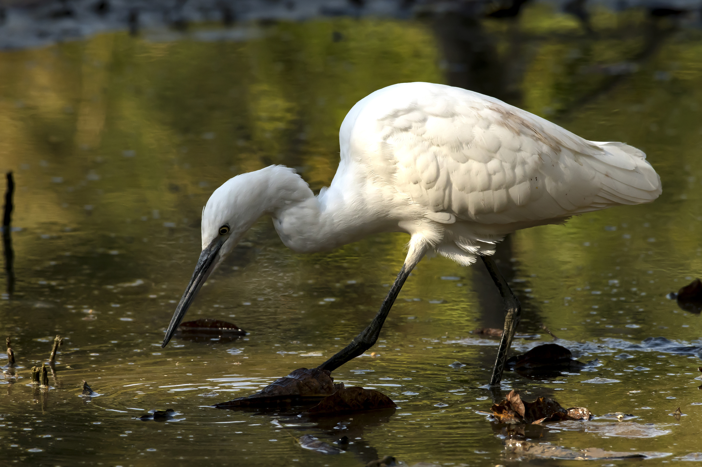 egret 3