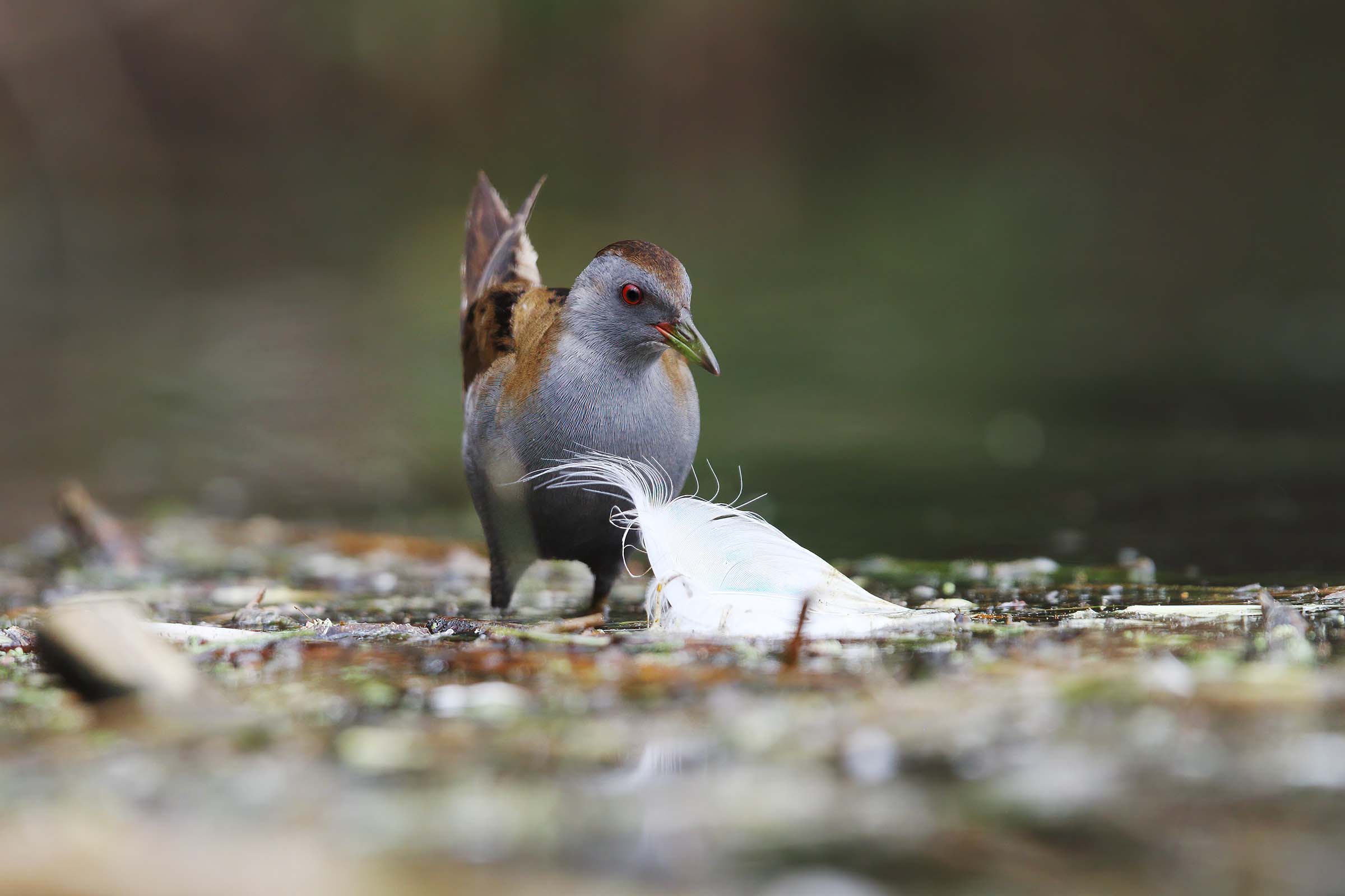 But how big are you!?