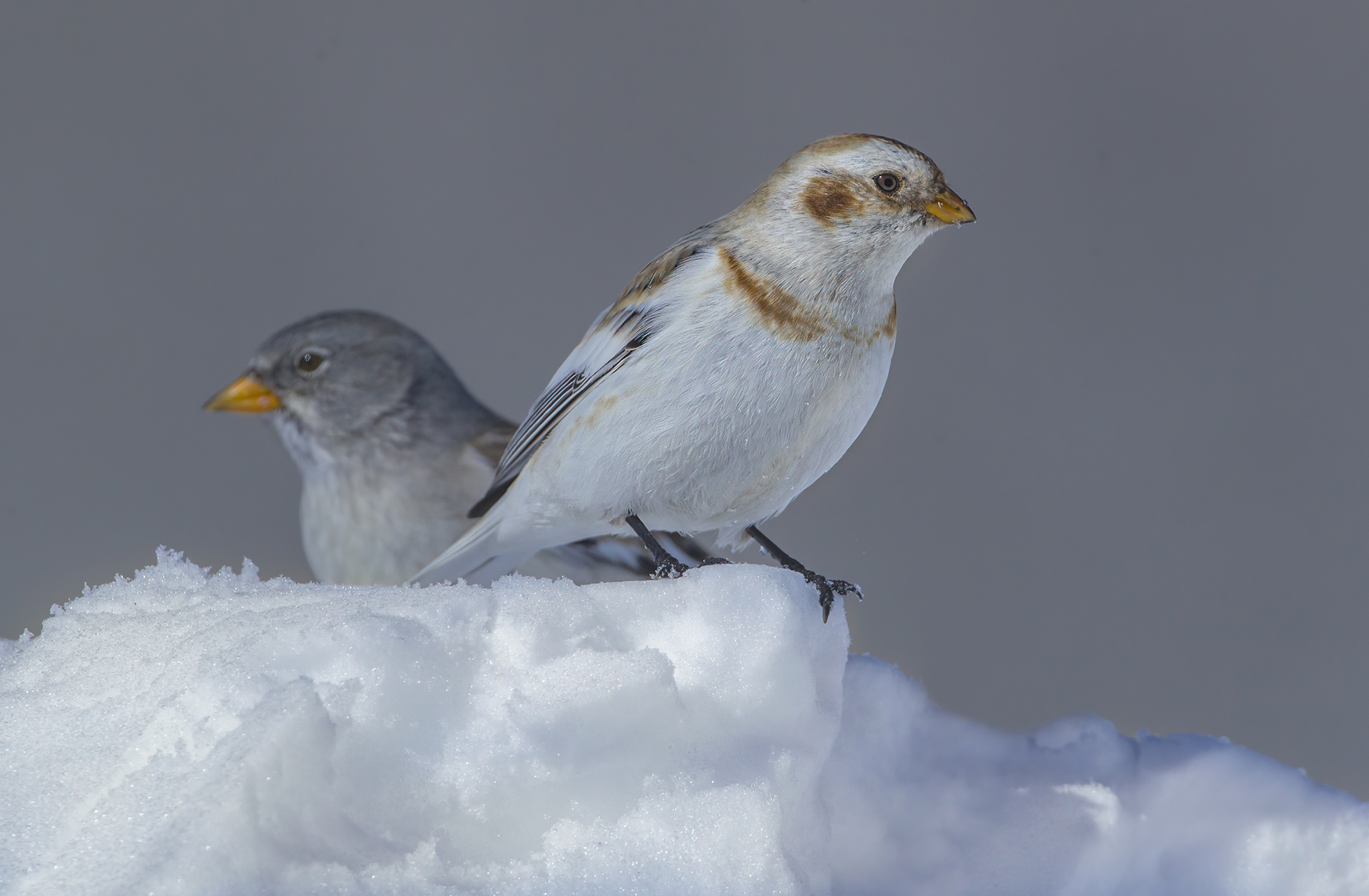 zigolo delle nevi e fringuello alpino