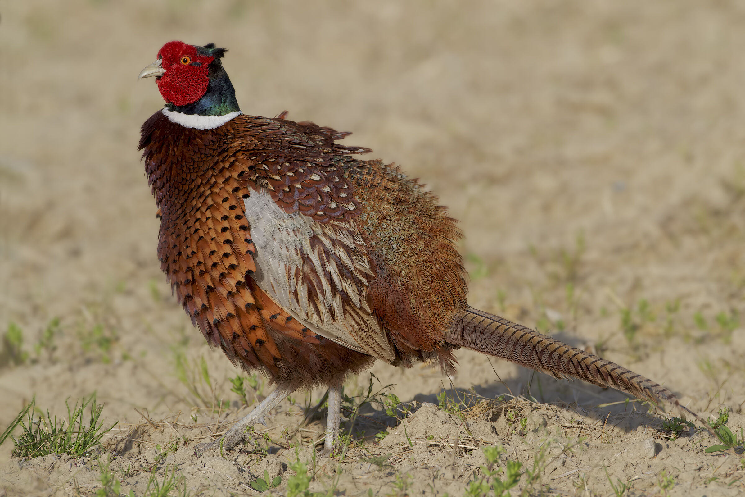 Pheasant