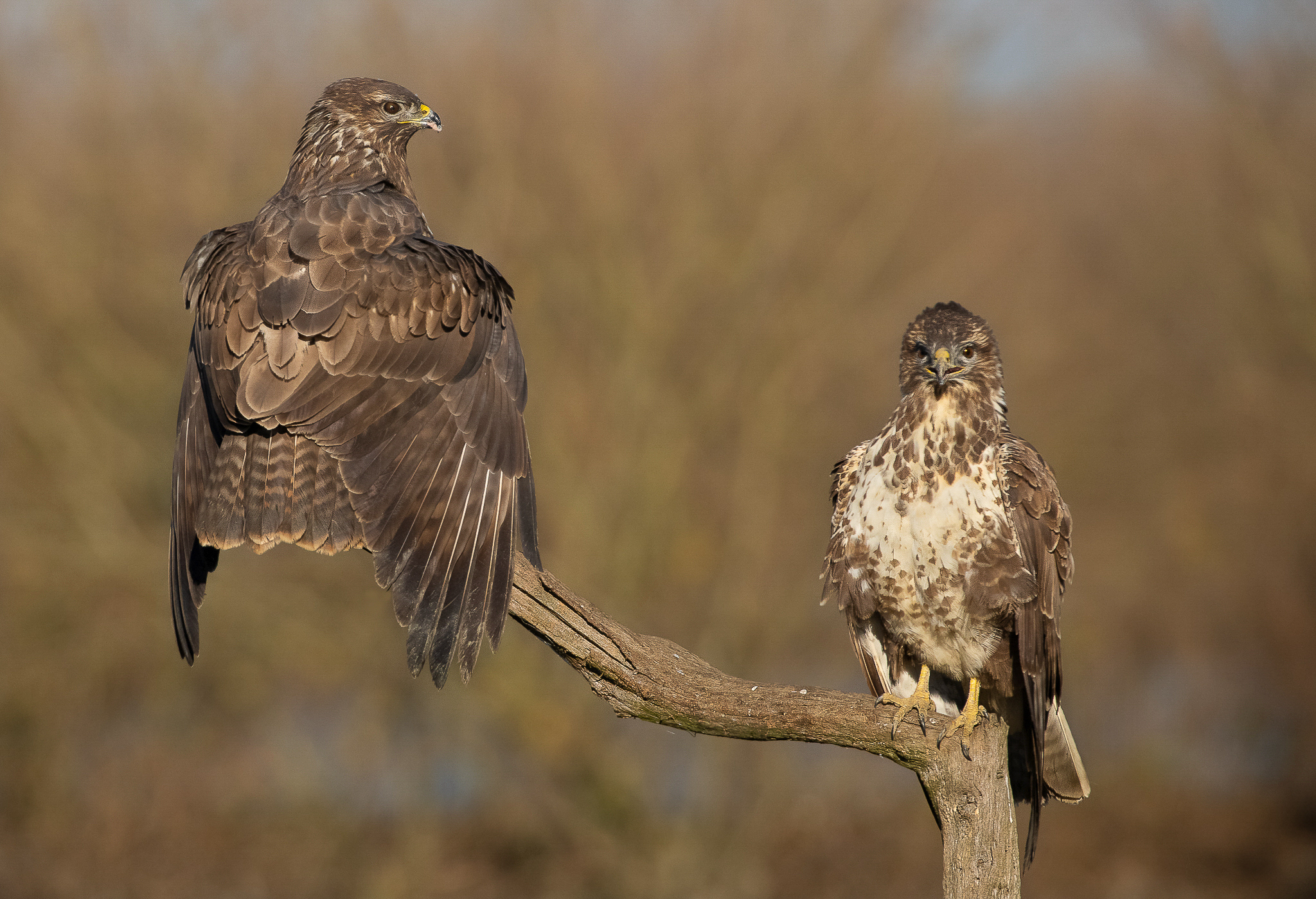 Due Poiane a sentinella