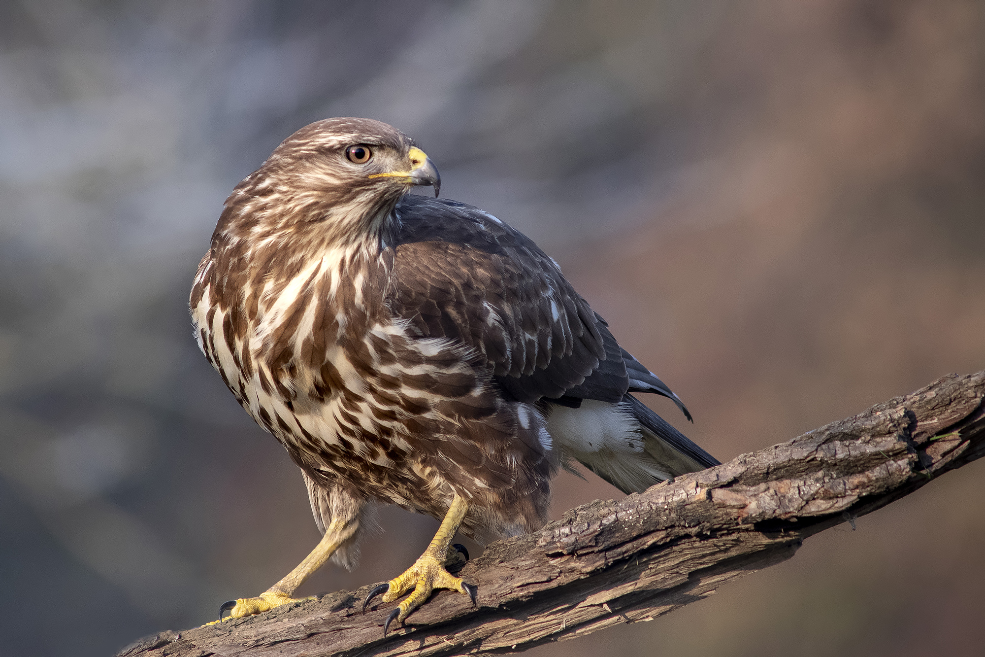 Poiana con luce invernale