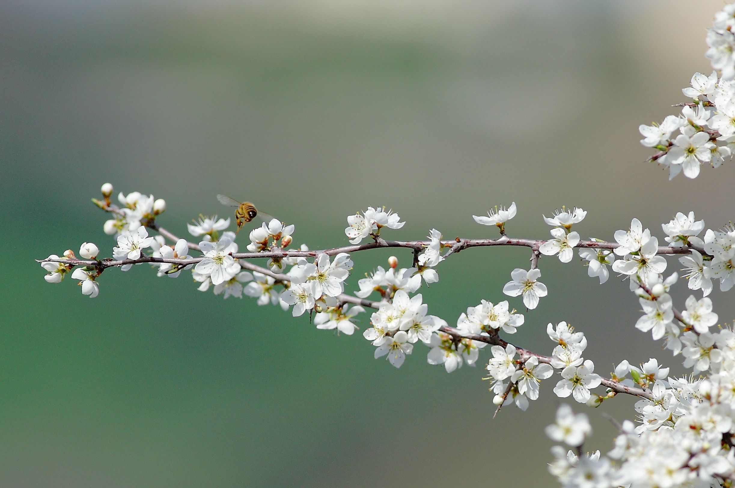 Apple Blossoms