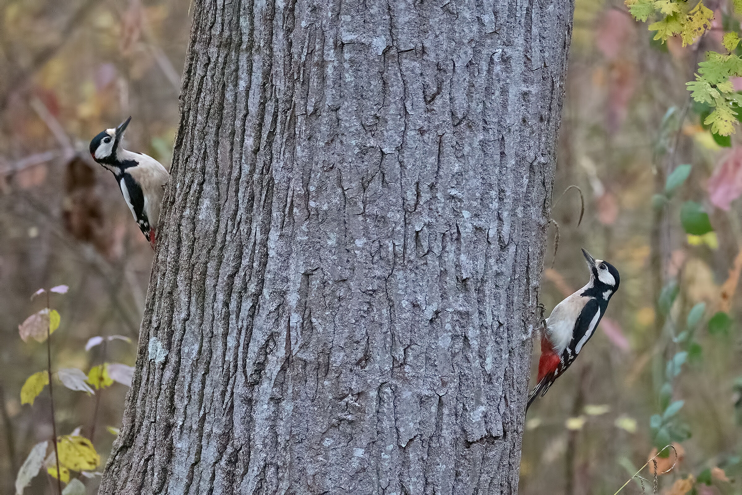La Coppia (picchio Rosso Maggiore)