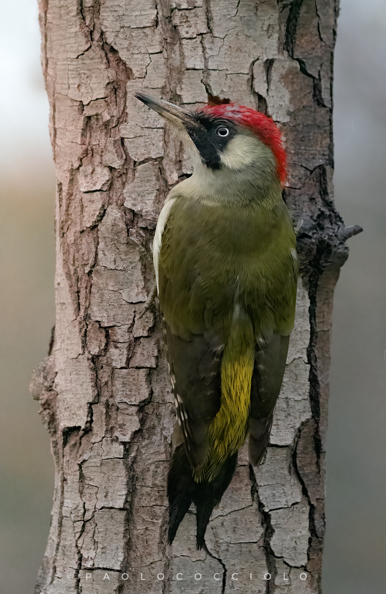 Picchio verde femmina