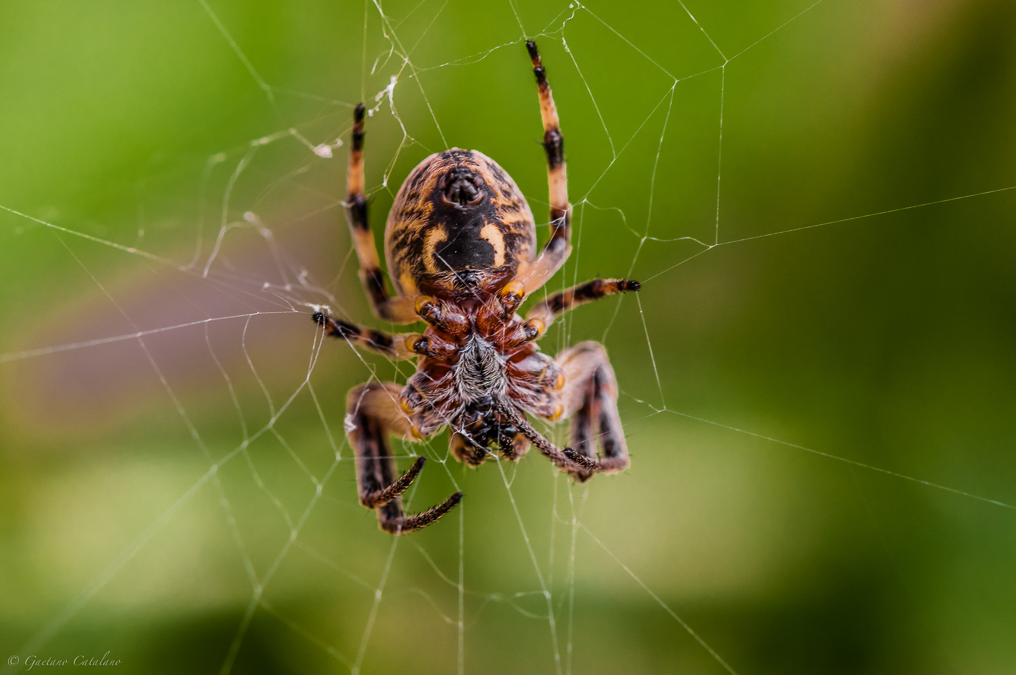 I shelter the cobweb...