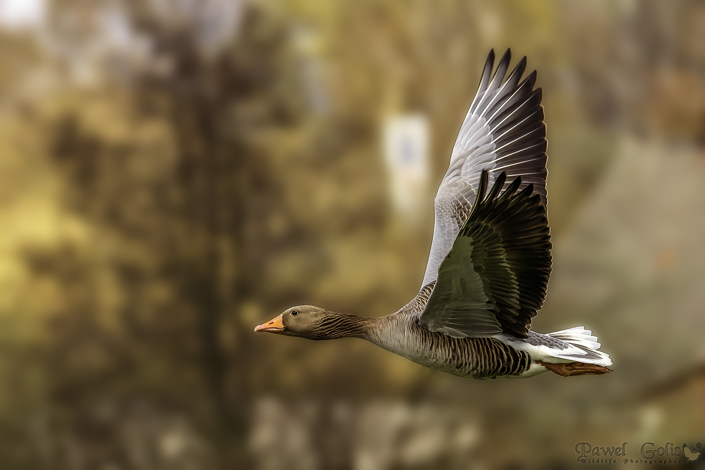 Greylag goose (Anser anser)