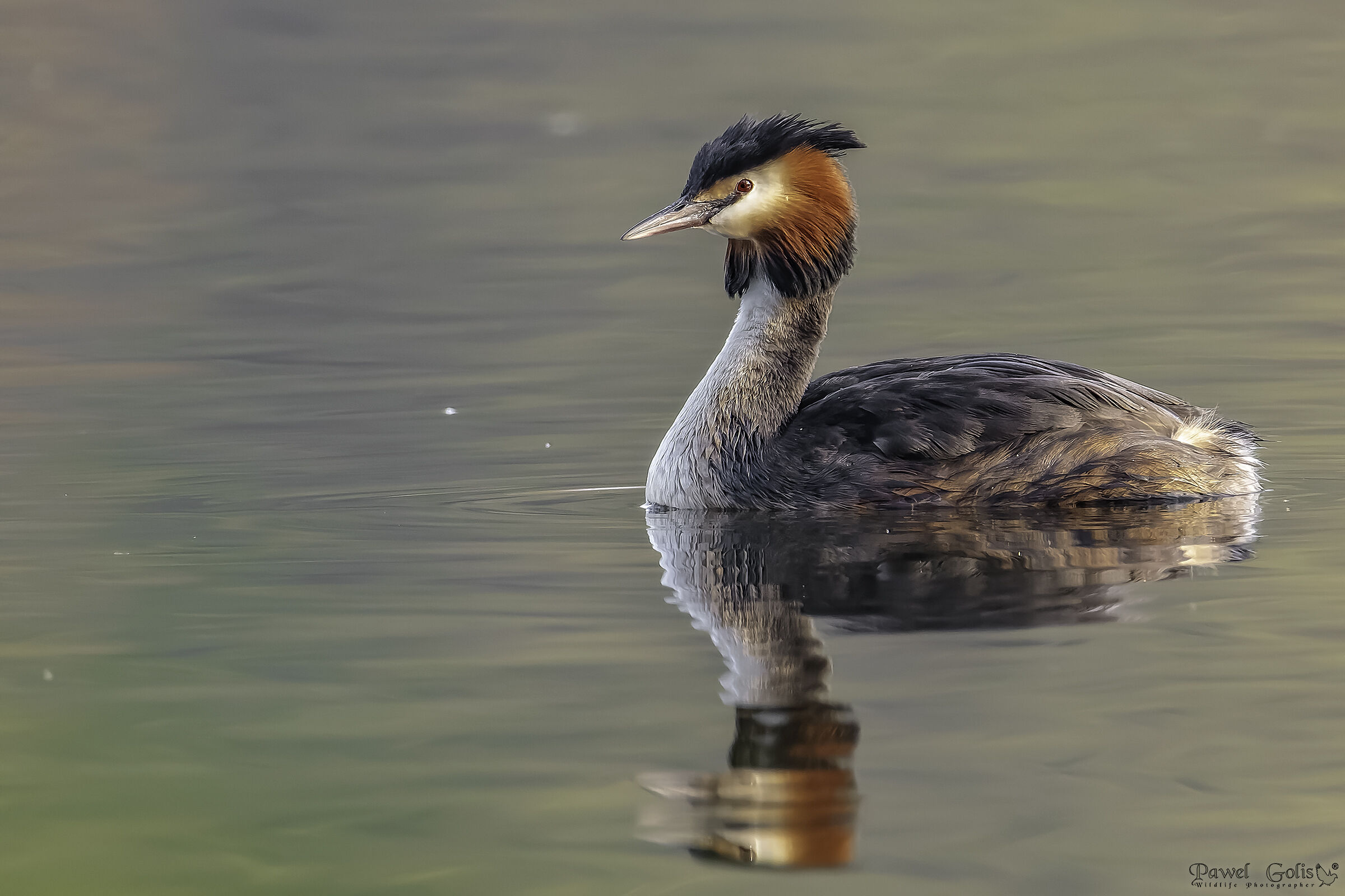 Great Crested Grebe (Podiceps cristatus)