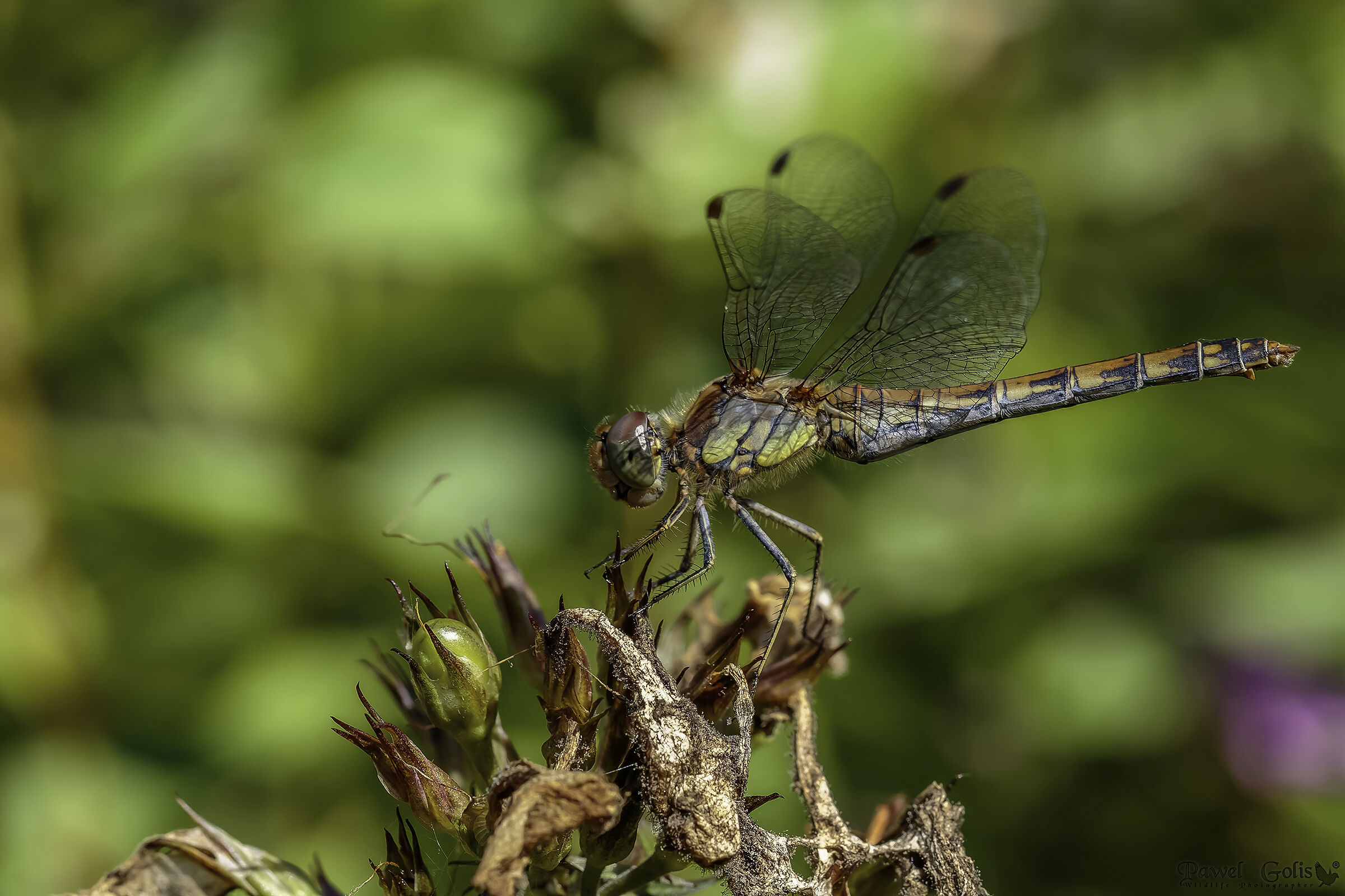 Darter comune (Sympetrum striolatum)
