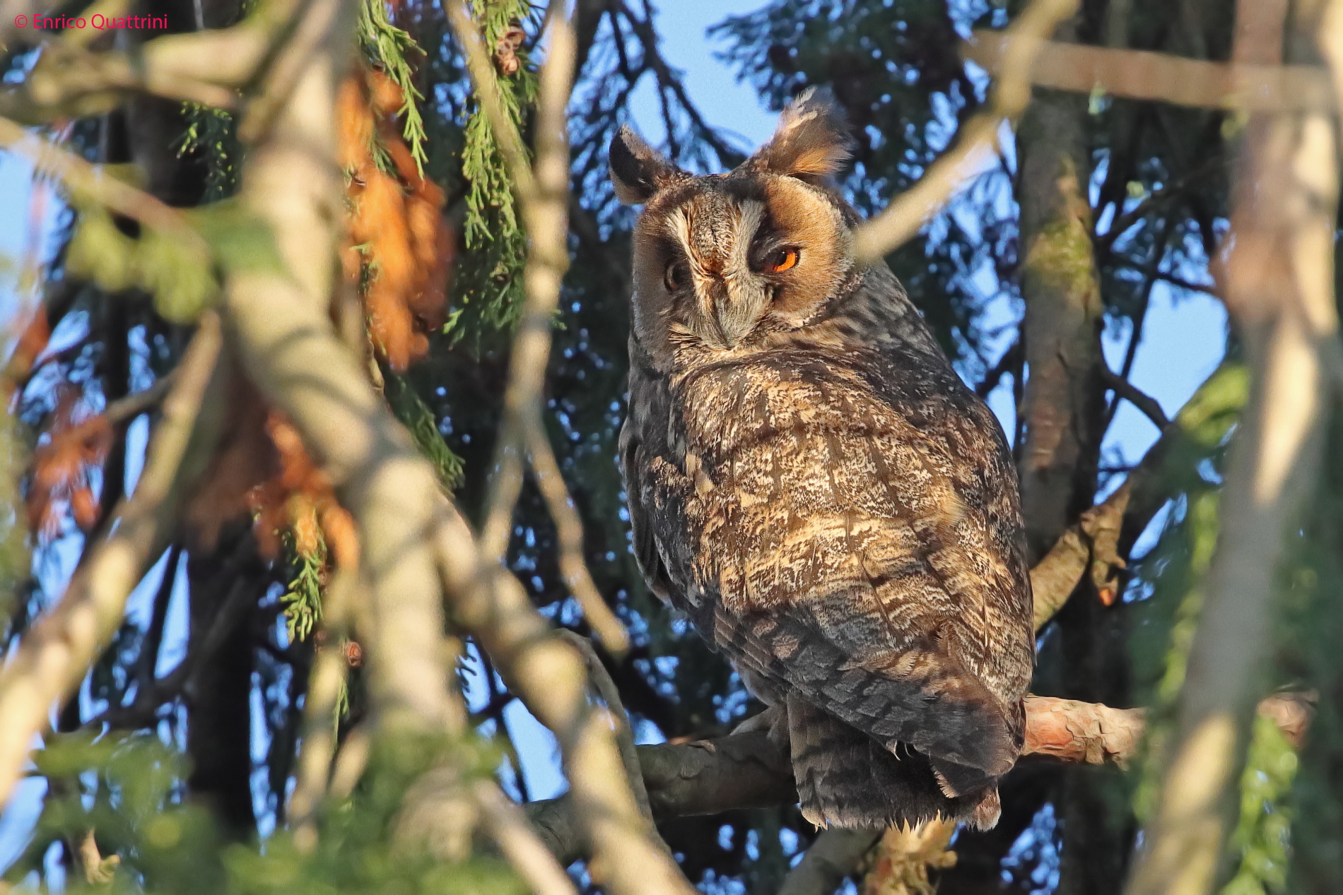 Gufo comune