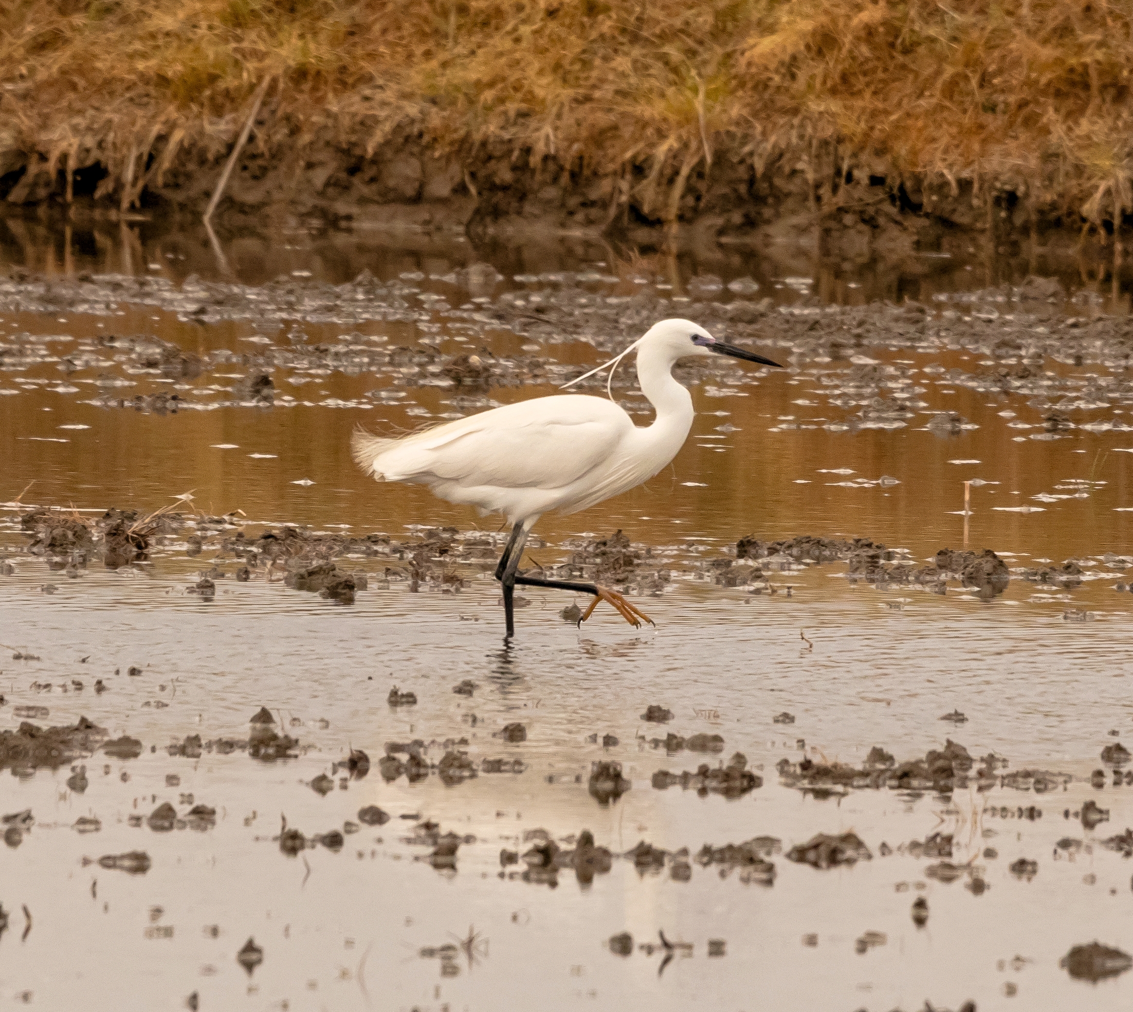 garzetta mentre cammina nella risaia 30/04/2021
